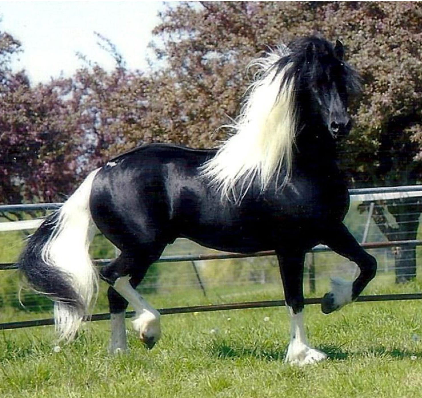 Stunning black and white color horse... r/aww