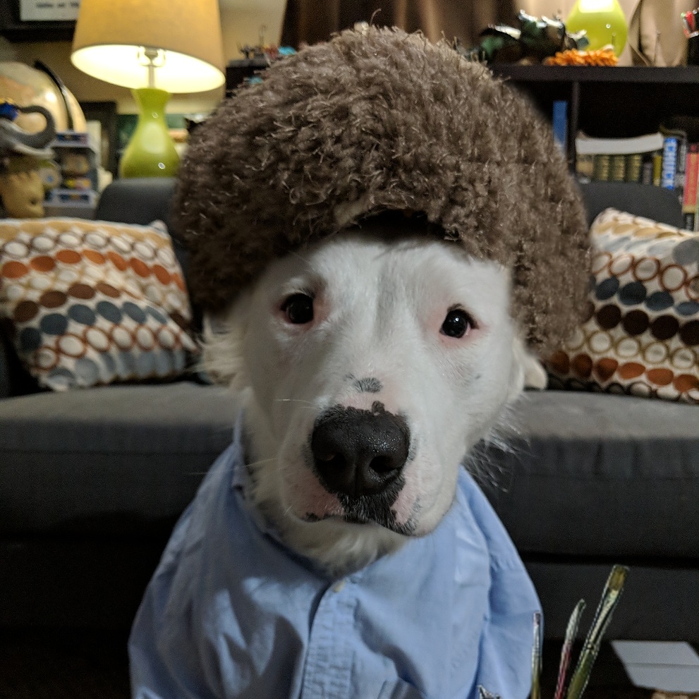 Dog Ross r/lookatmydog