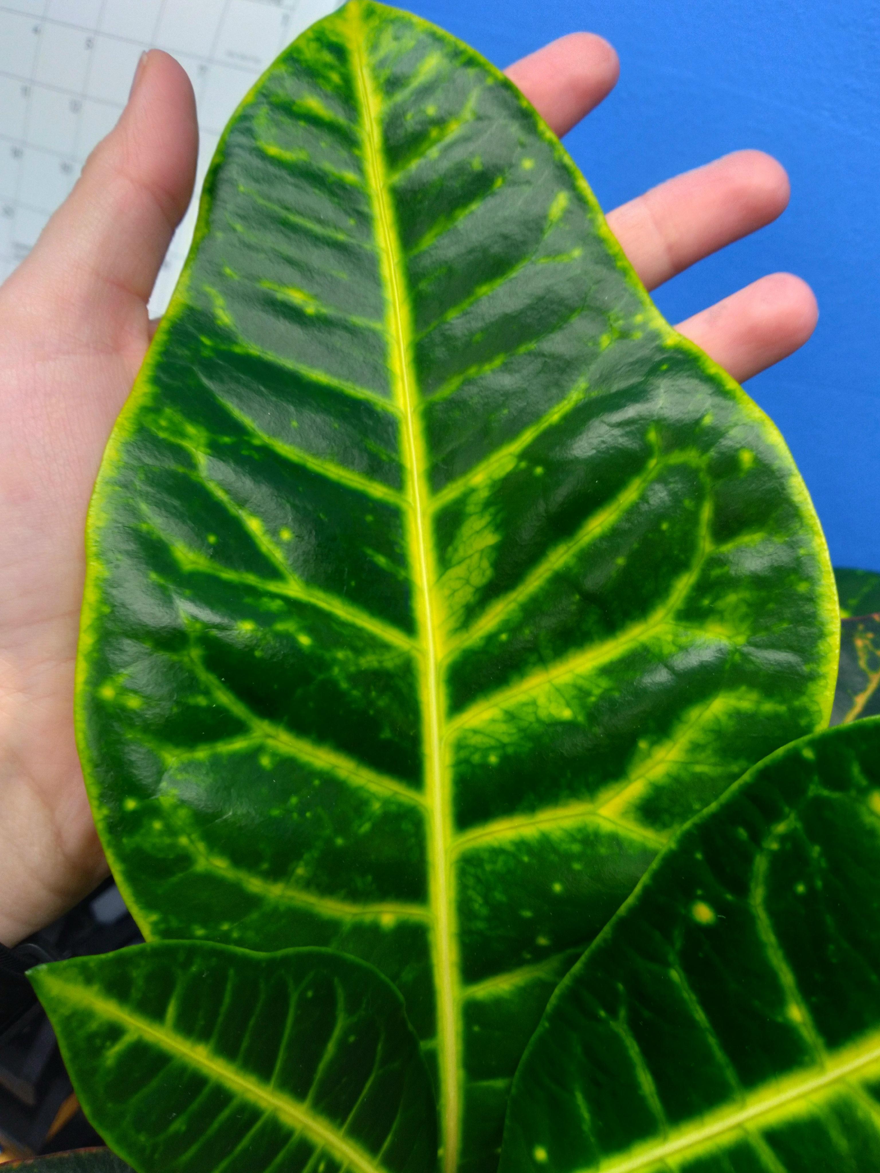 OBSESSED with this giant new croton leaf r/houseplants