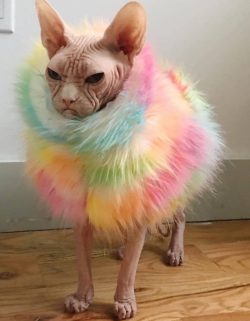 Fashionable rainbow cat outfit r/RainbowEverything