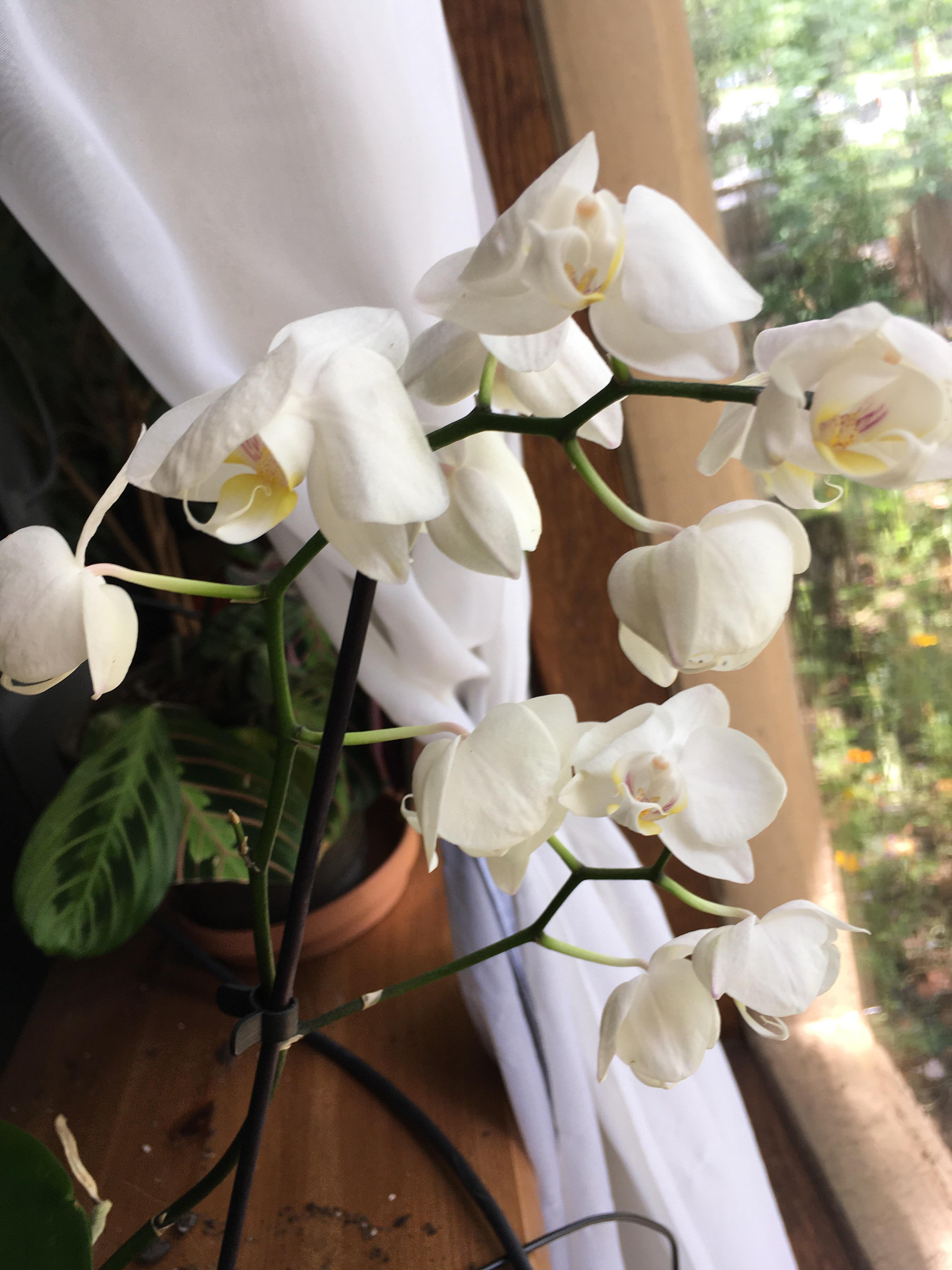 Once flowers begin to wilt due to moving stress, is there a way to