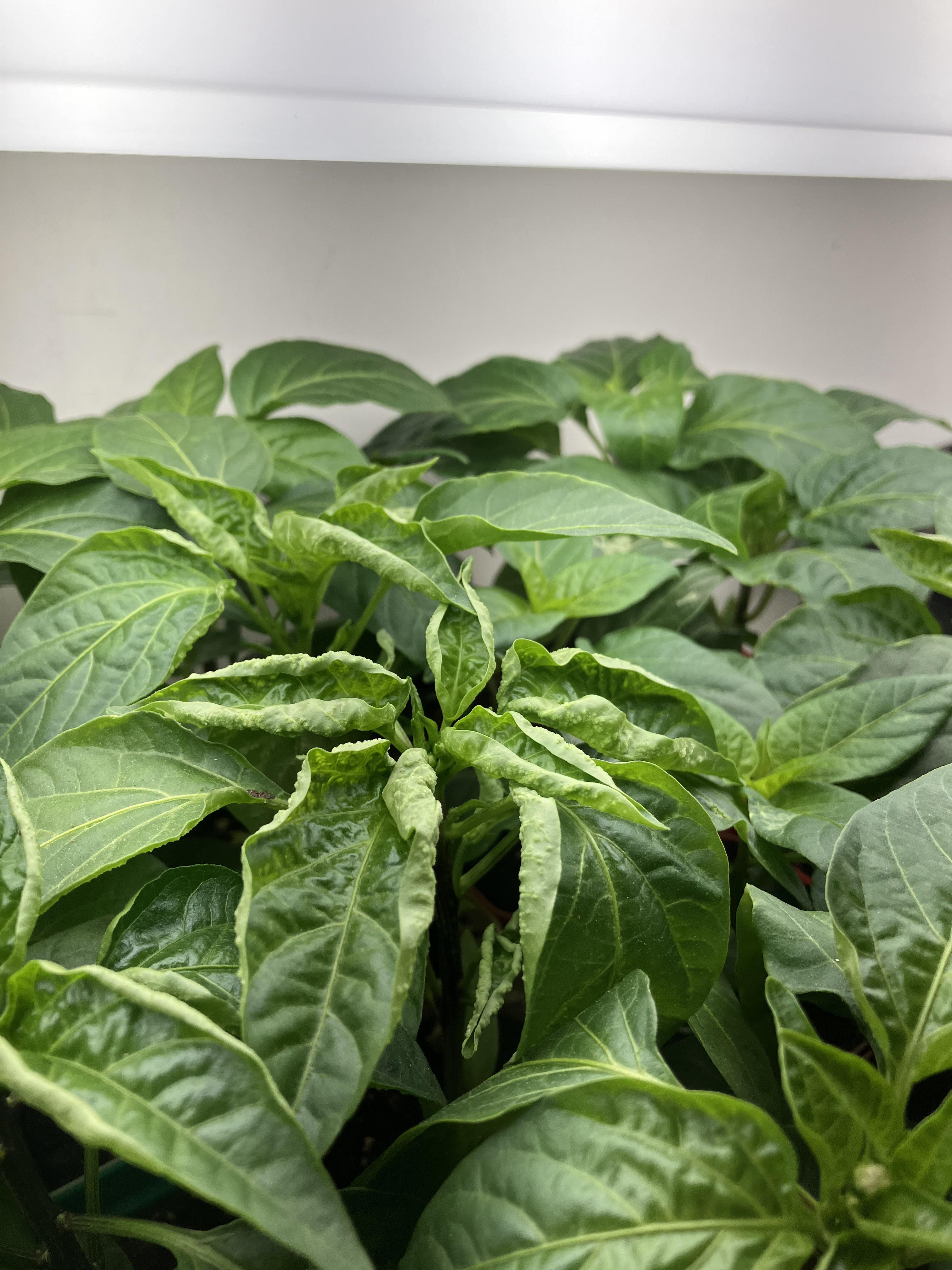 Why are my pepper plant leaves curling? r/gardening