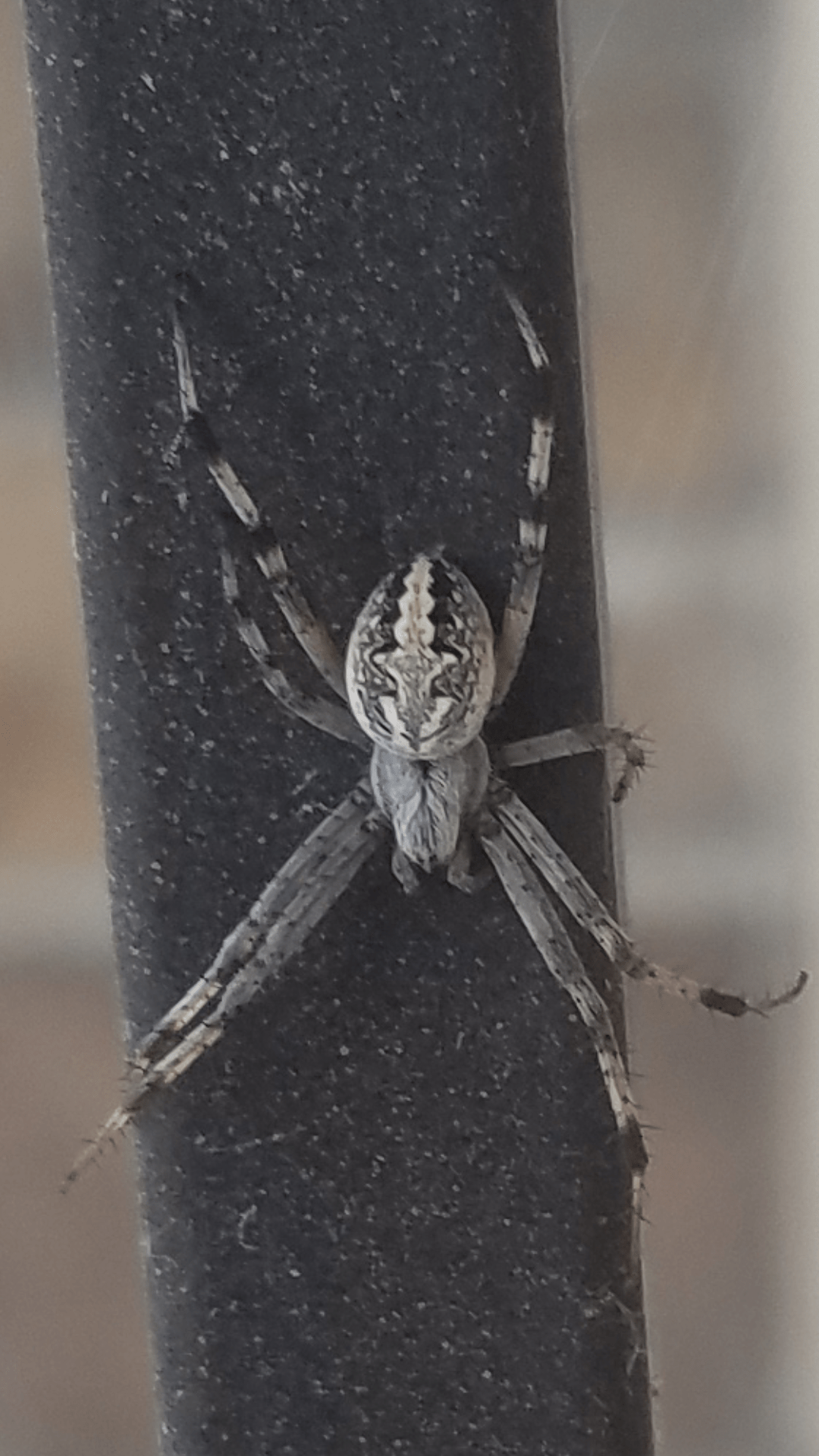 Northern Utah spider, uses a web and seems nocturnal whatsthisbug