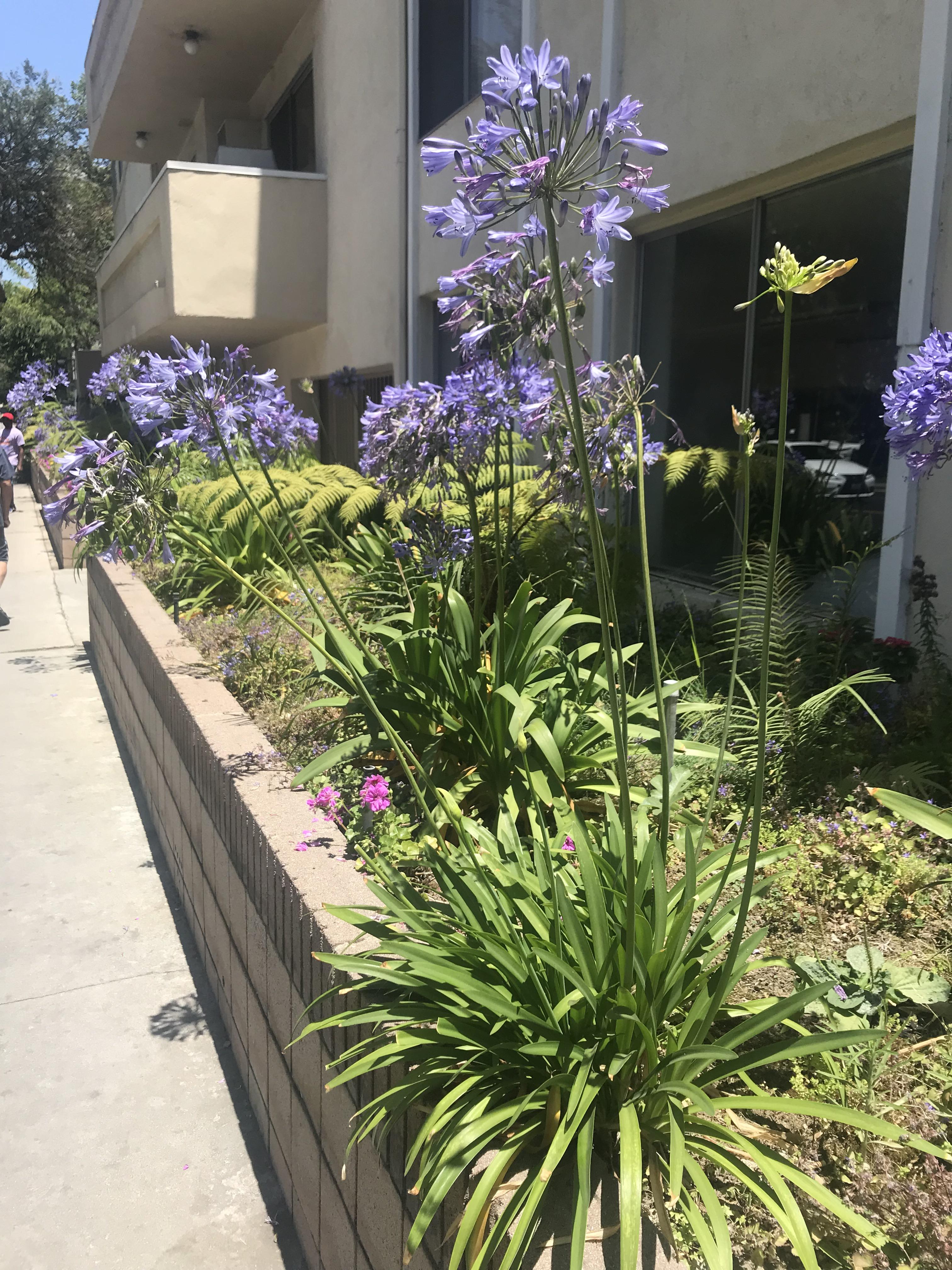 I saw these plants with purple blooms all over Los Angeles. Can anyone