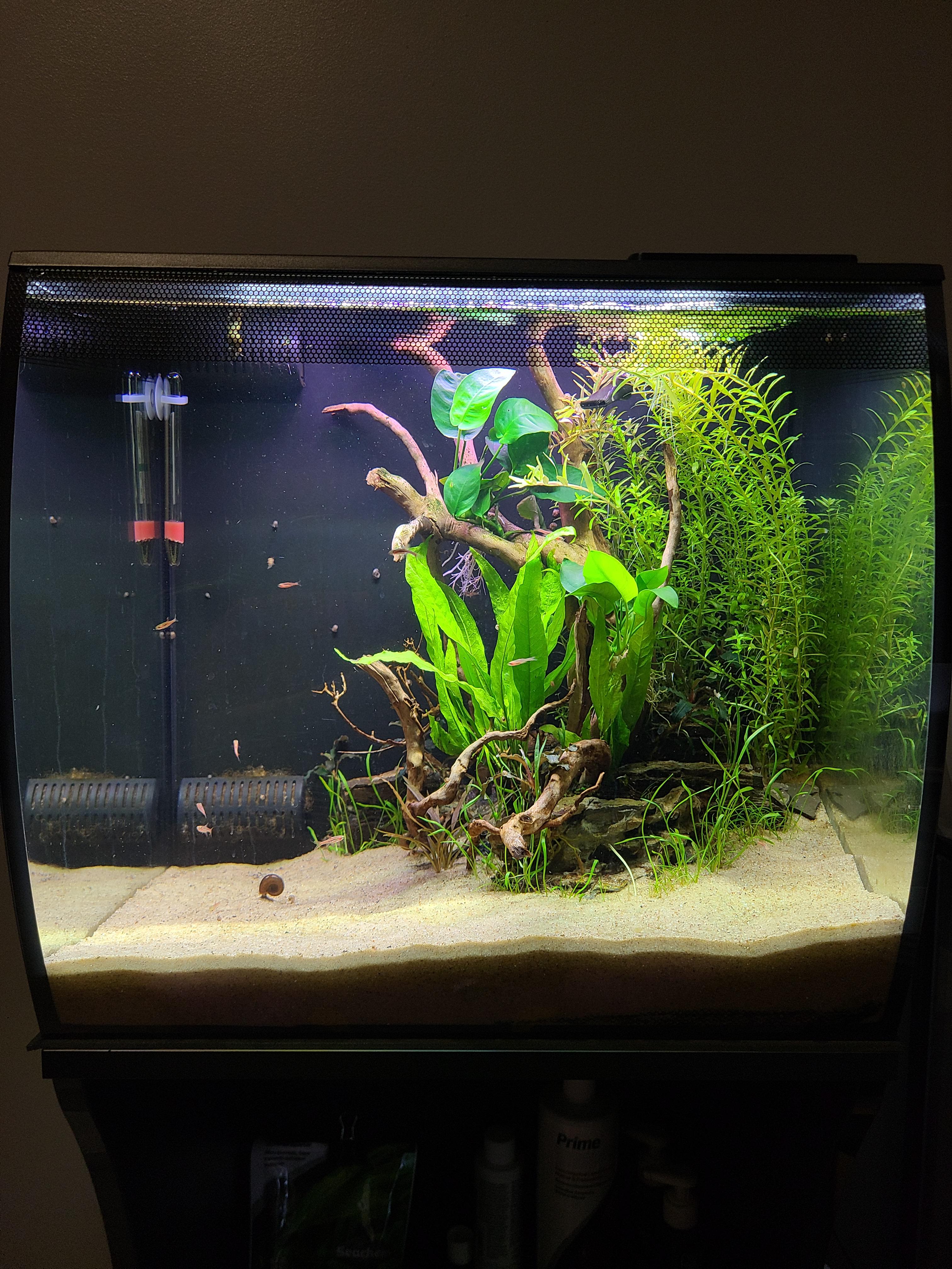 Struggling to feed my chili rasboras r/Boraras