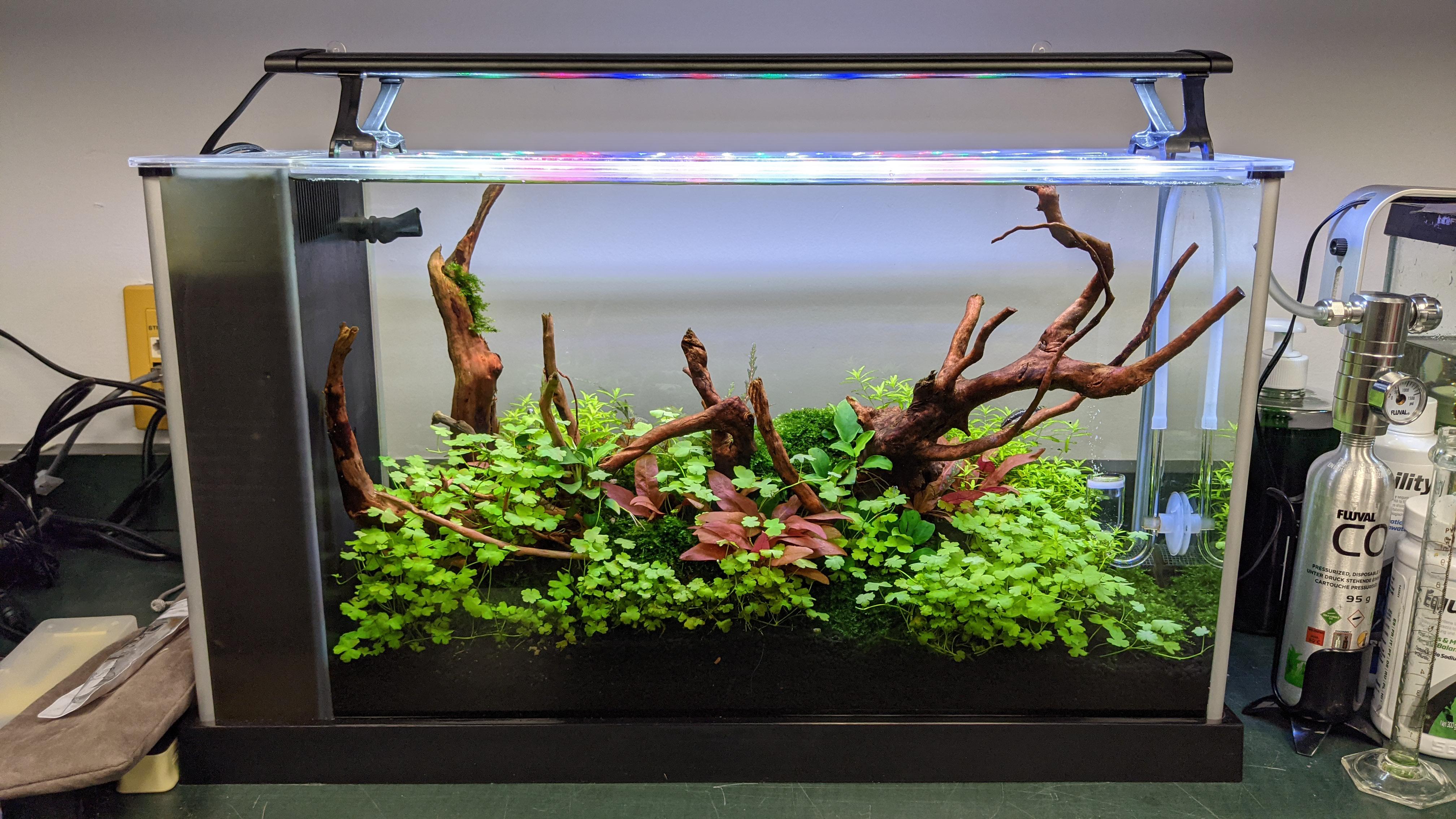 Fluval Spec V office full tank shot r/PlantedTank