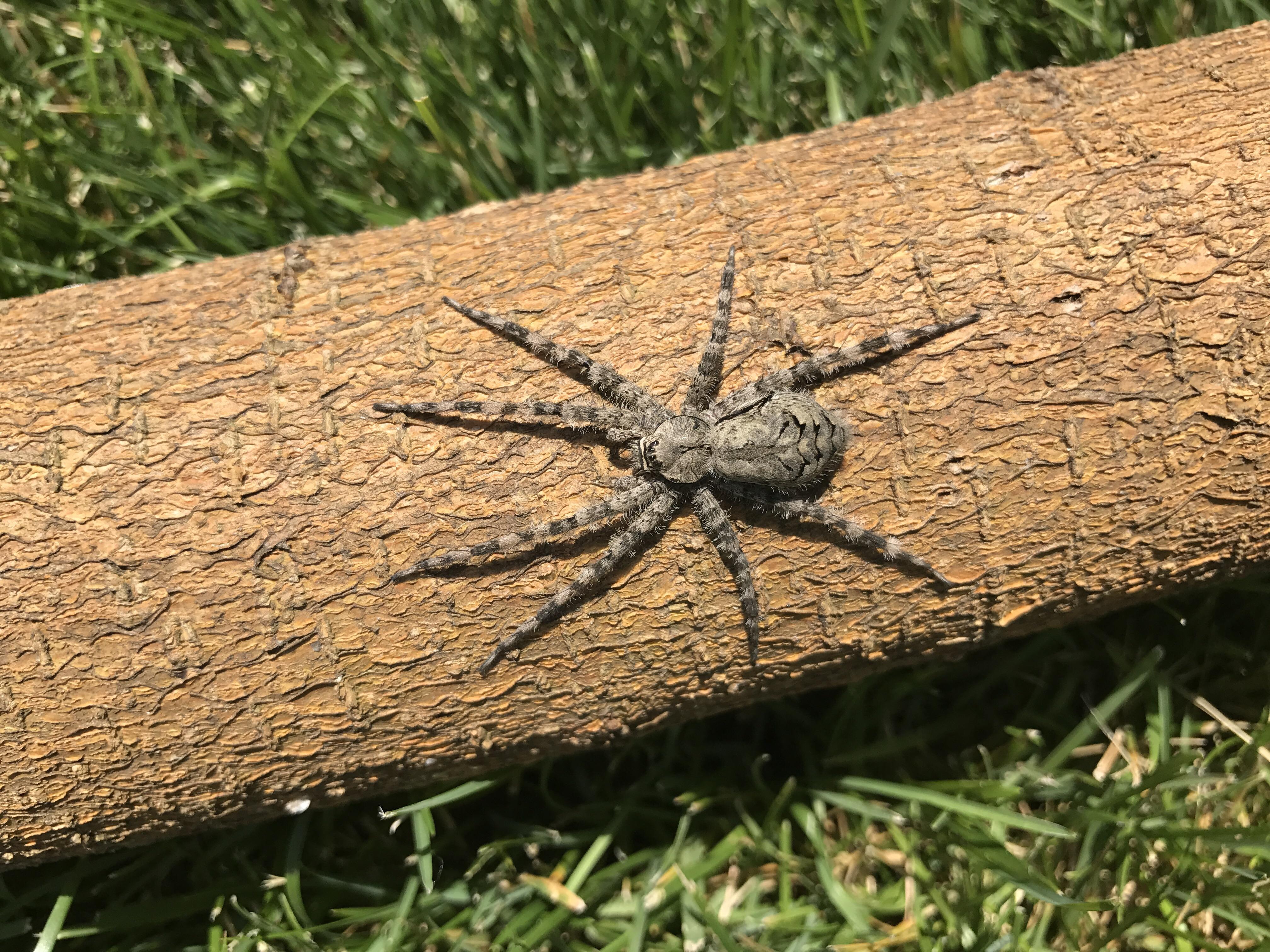 What kind of spider is this? Found in the Eastern side of Nebraska, USA