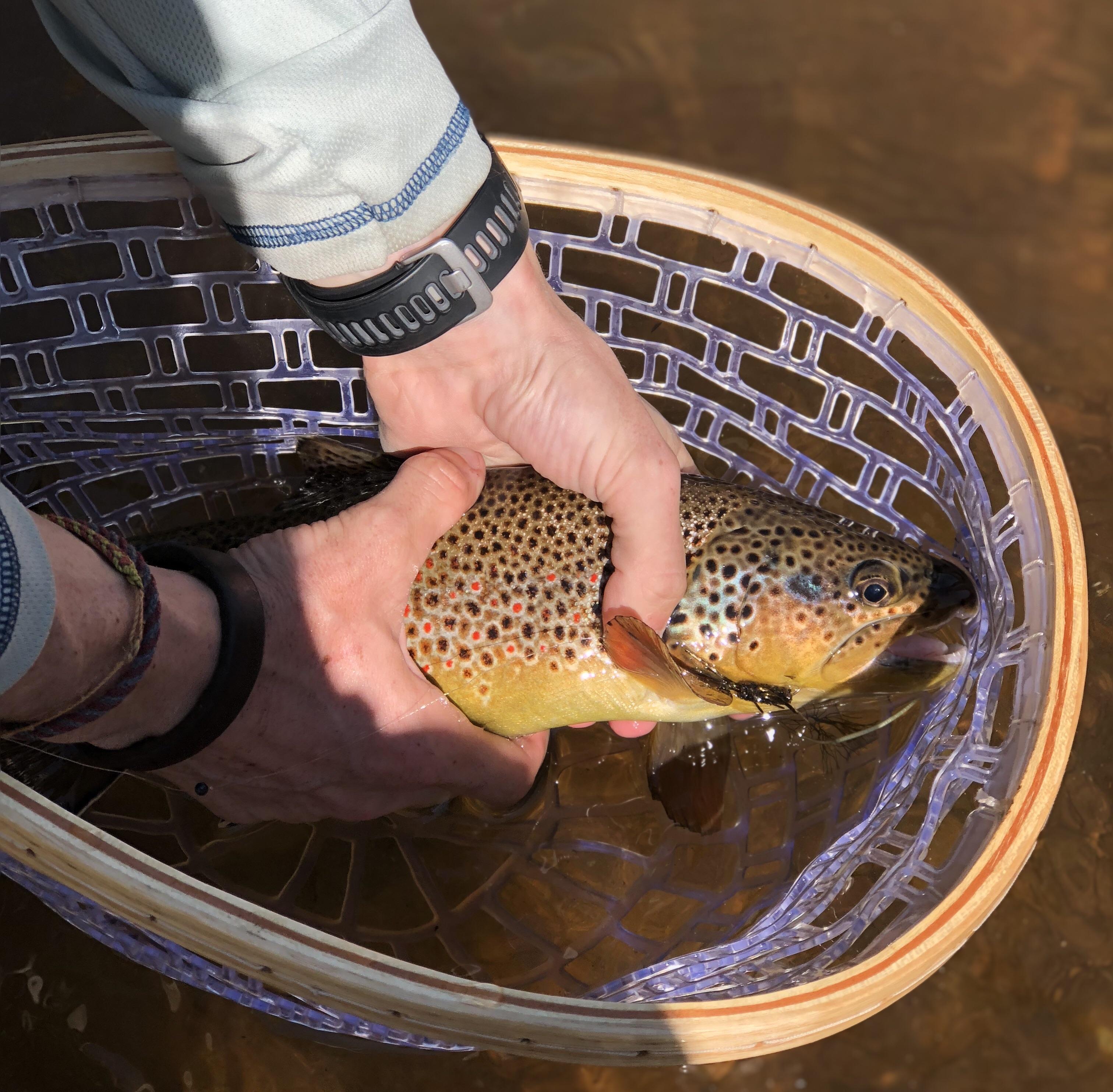 Fun catch at the Frying Pan in Basalt, CO. r/flyfishing