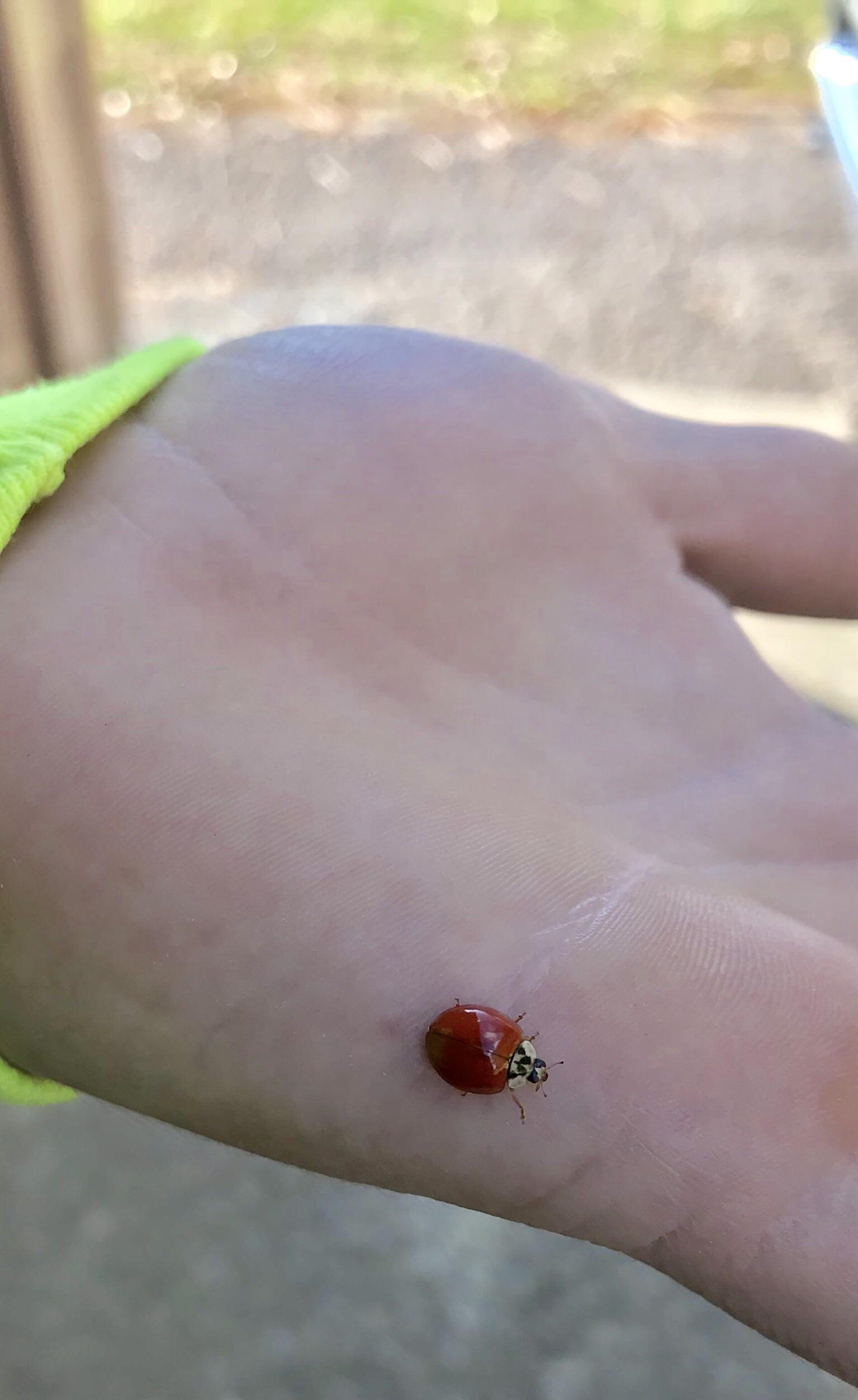 A lady bug with no spots landed on me today. r/mildlyinteresting