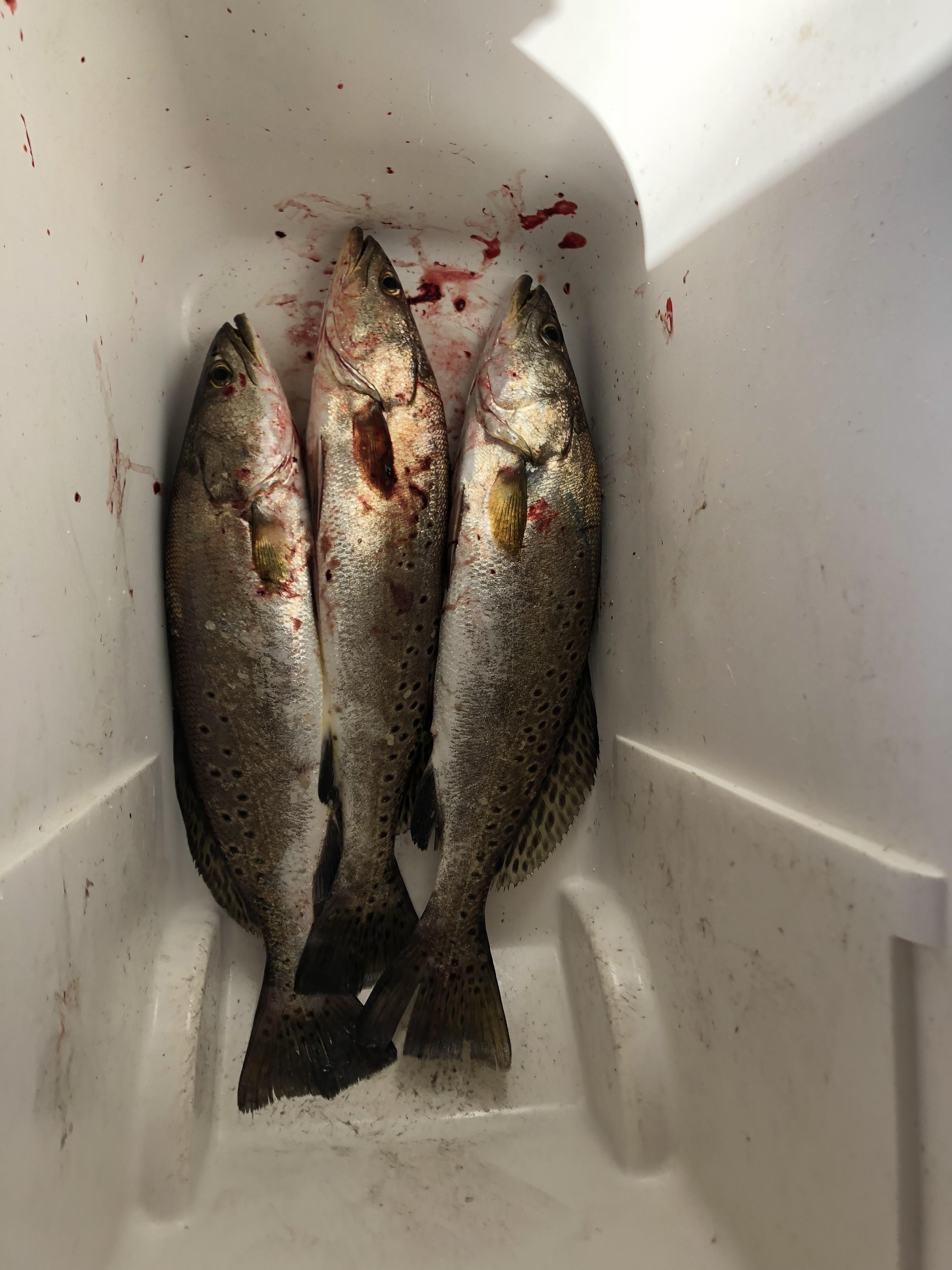 Specs at Pleasure Island, Tx r/troutfishing