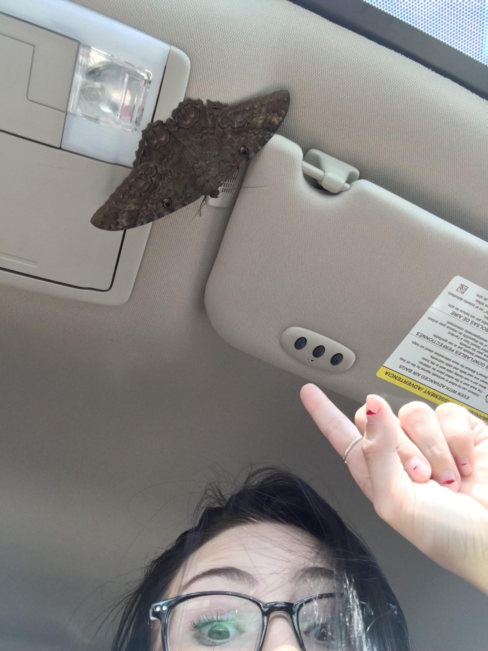 what is this? it flew into my car, what does this mean? (clearwater florida) r/moths