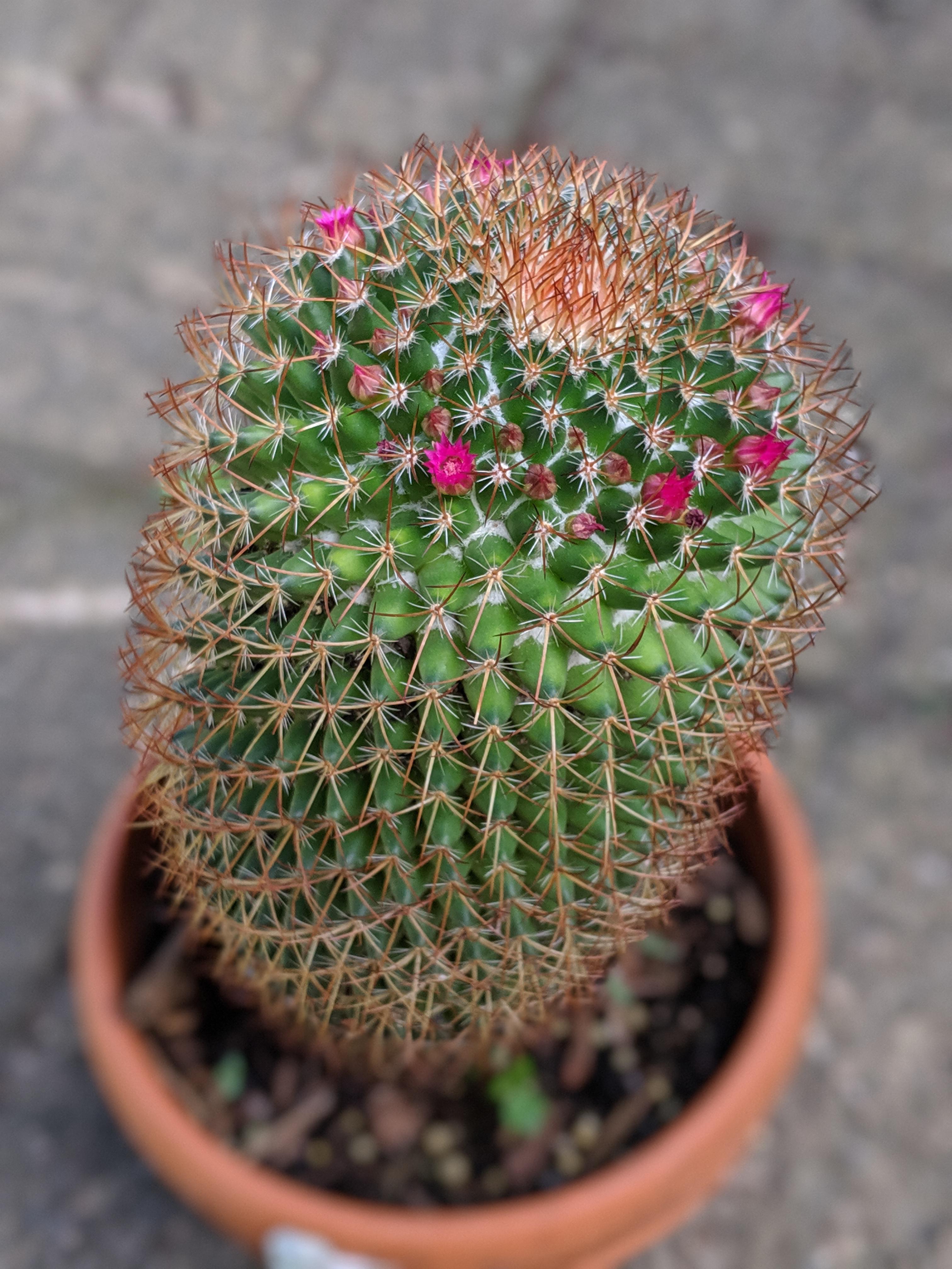 Mammillaria rhodantha blooms in MN r/cactus