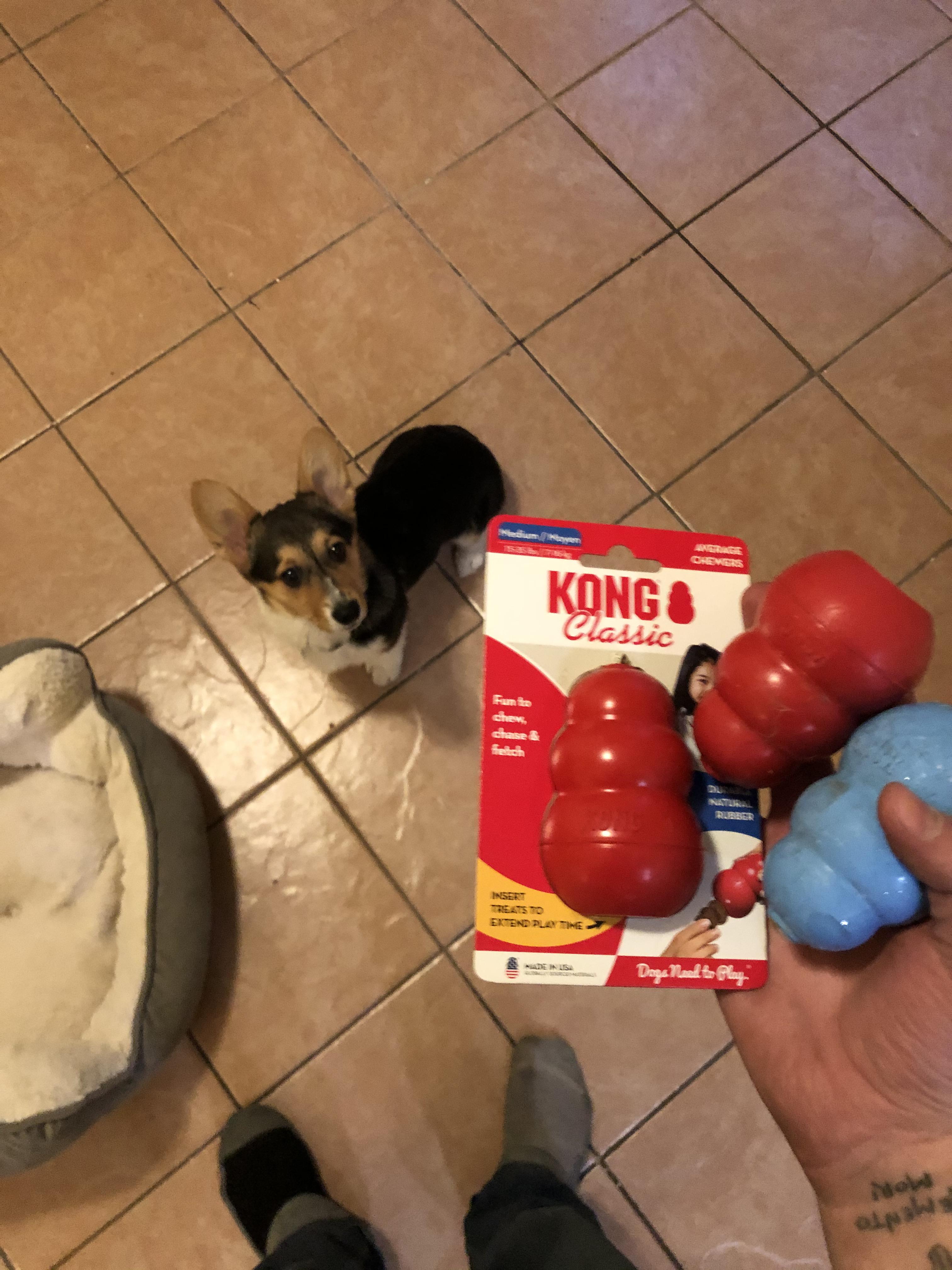 Greatest dog toy ever made.