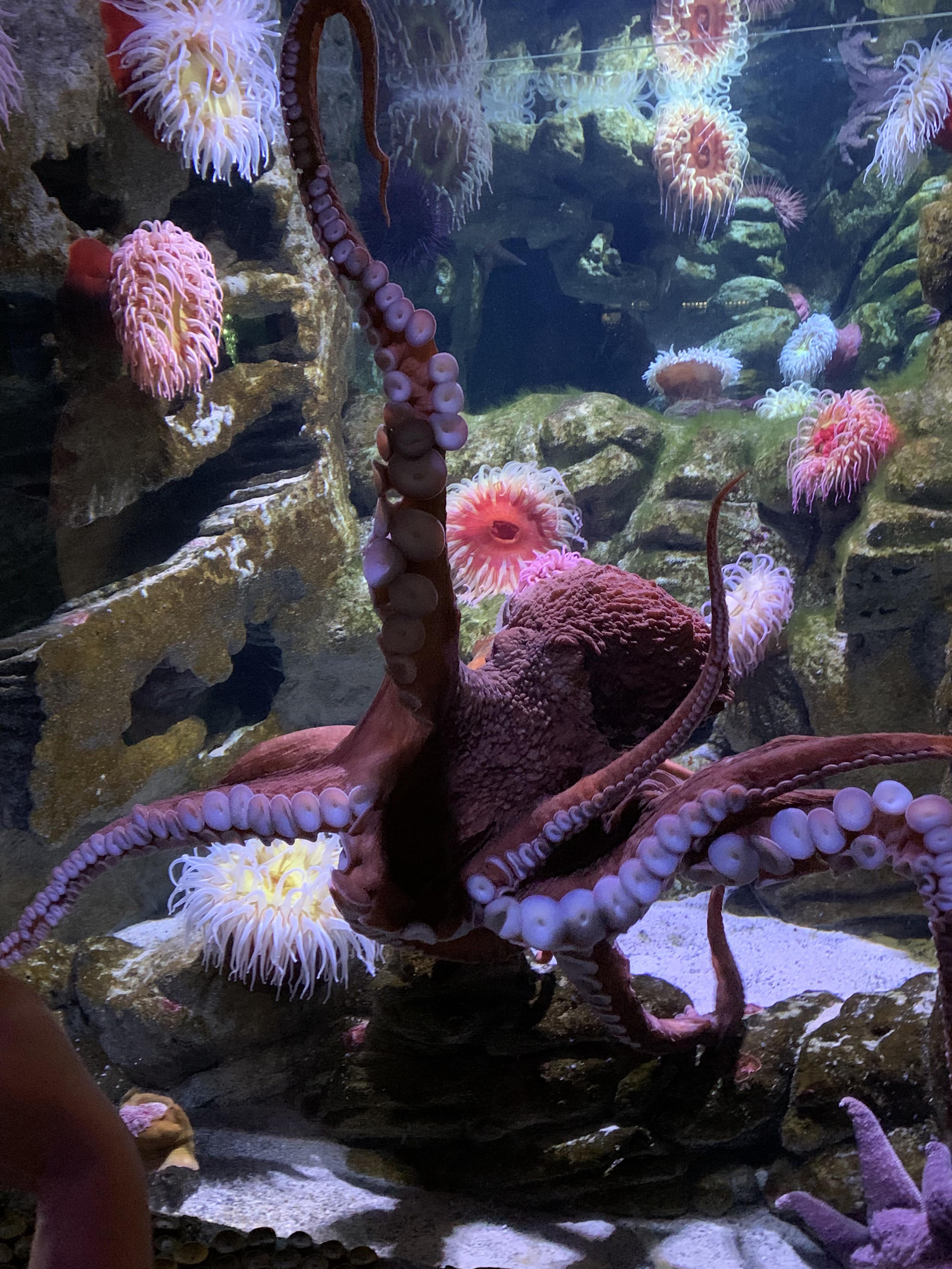 Saw my first octopus at the aquarium! r/boston