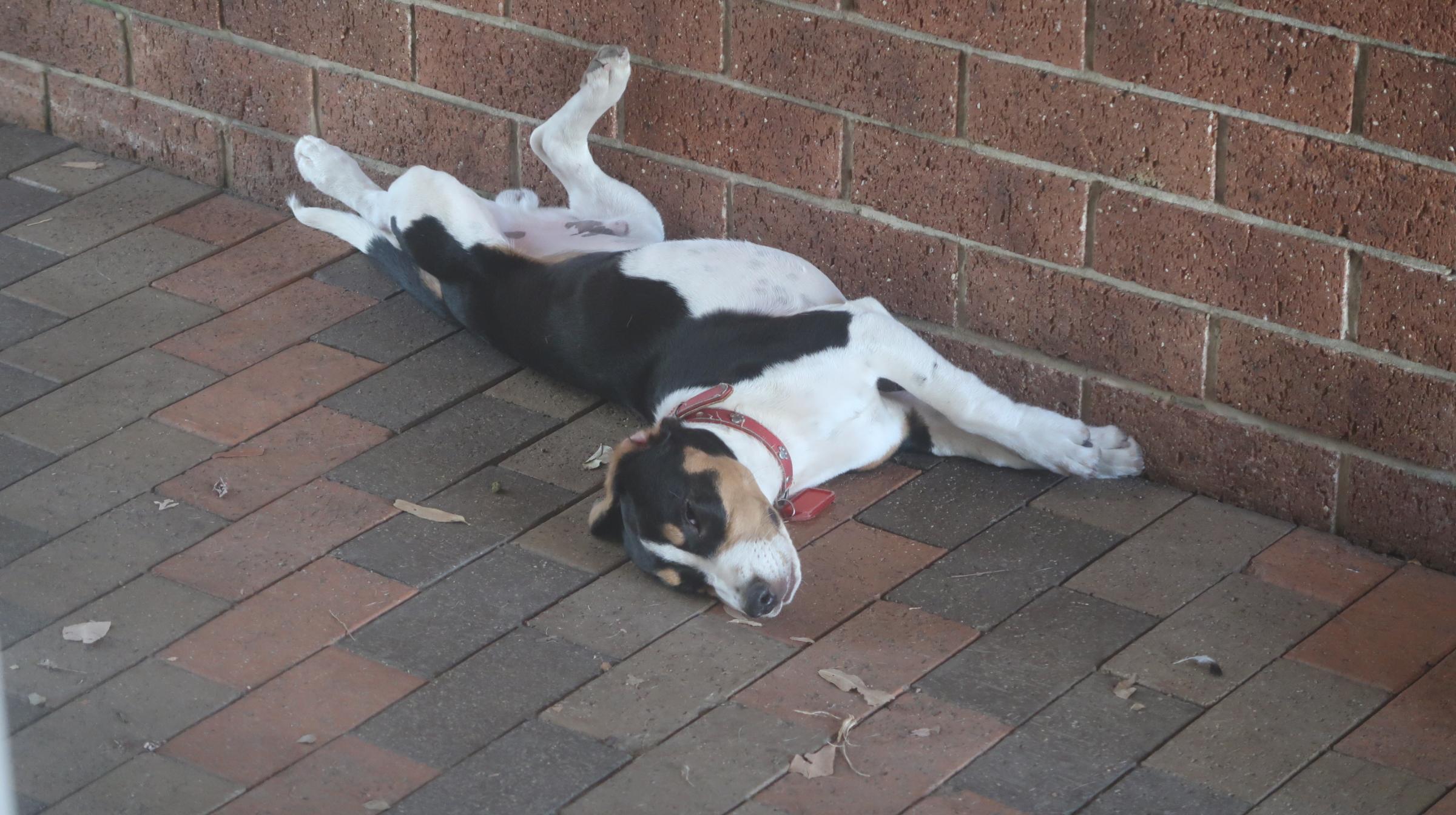How my puppy likes to sleep 😍 r/aww
