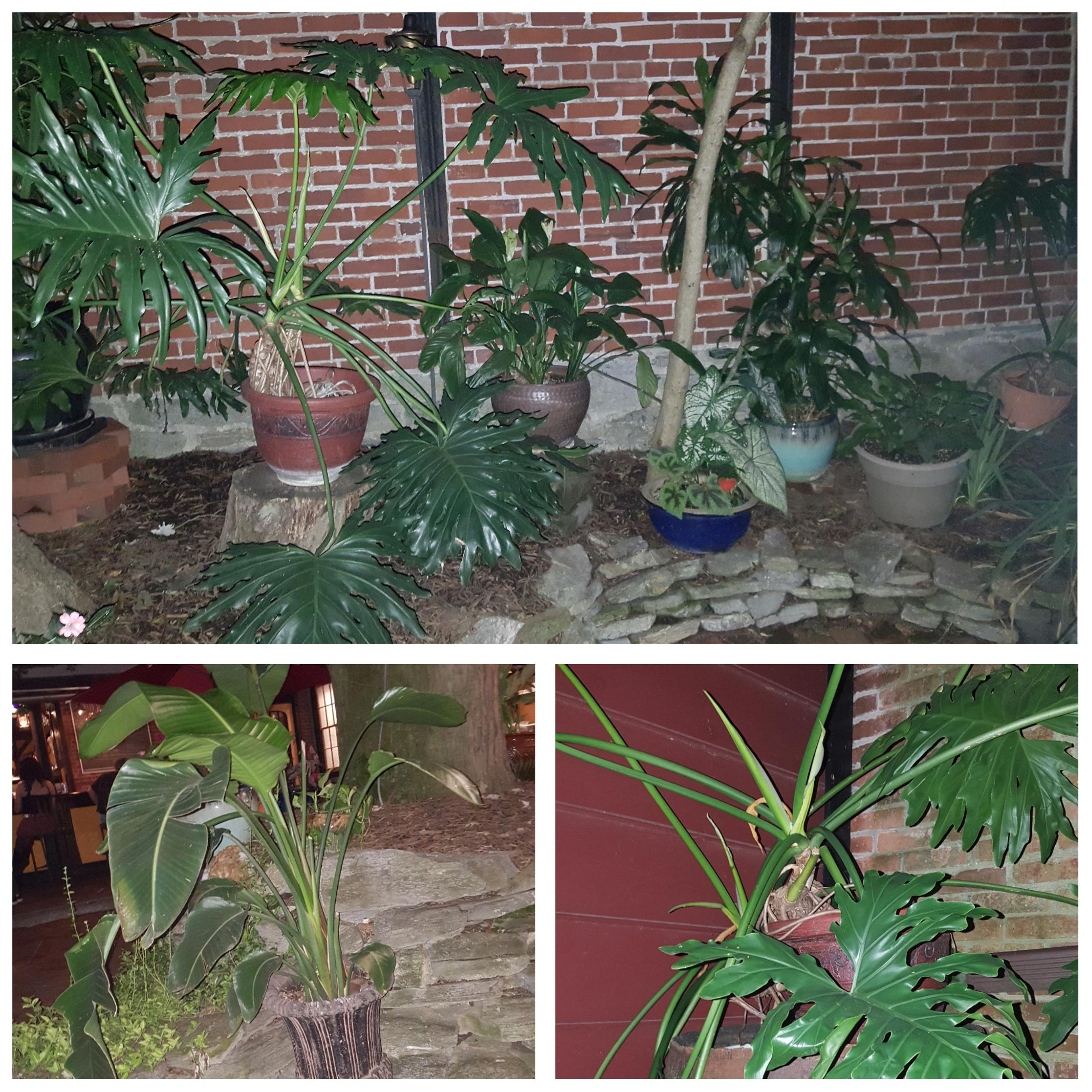 My home bar. Idk if youve ever gotten drunk with your plants but r