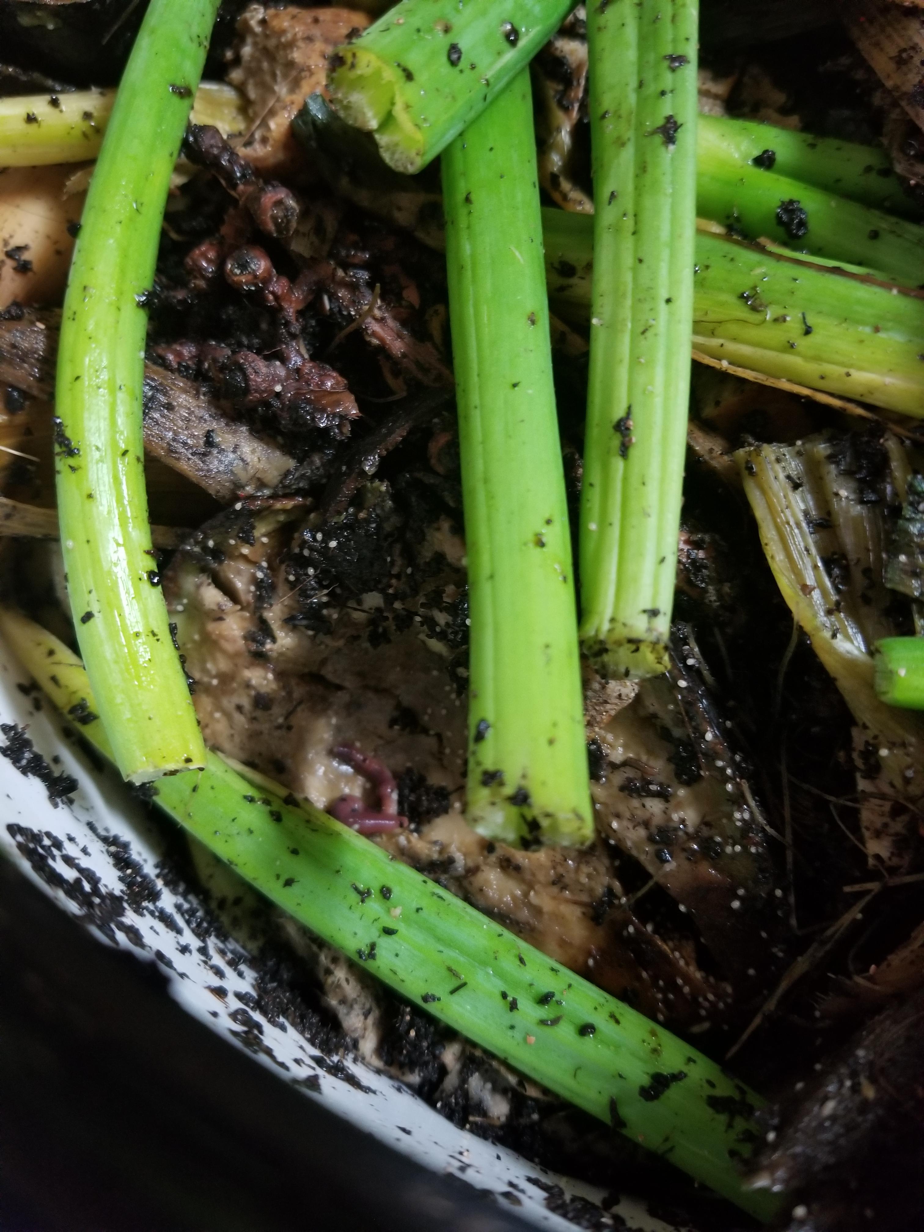 So my worm been has been invaded by fruit flies and I'm not sure what