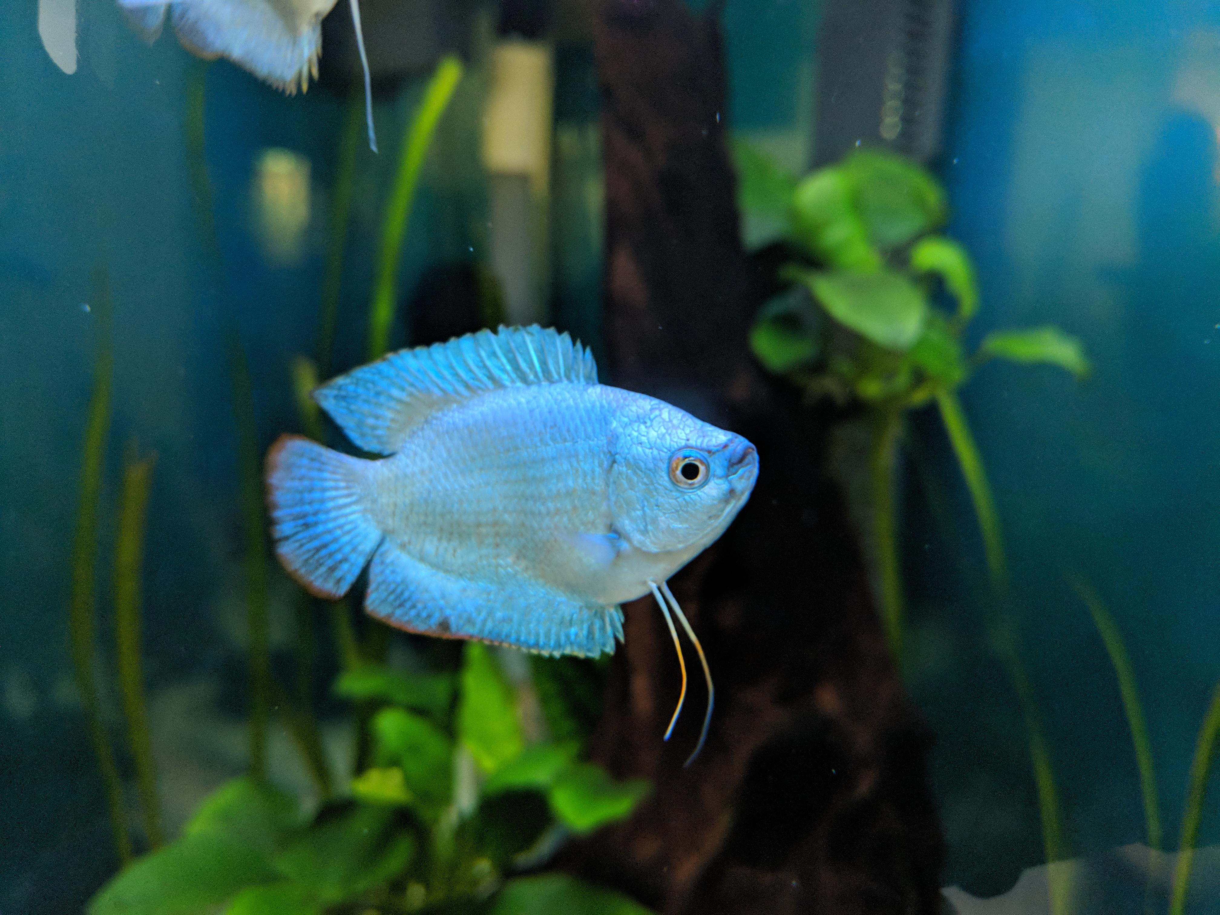 Female Powder Blue Dwarf Gourami Unique Traits SeaFish