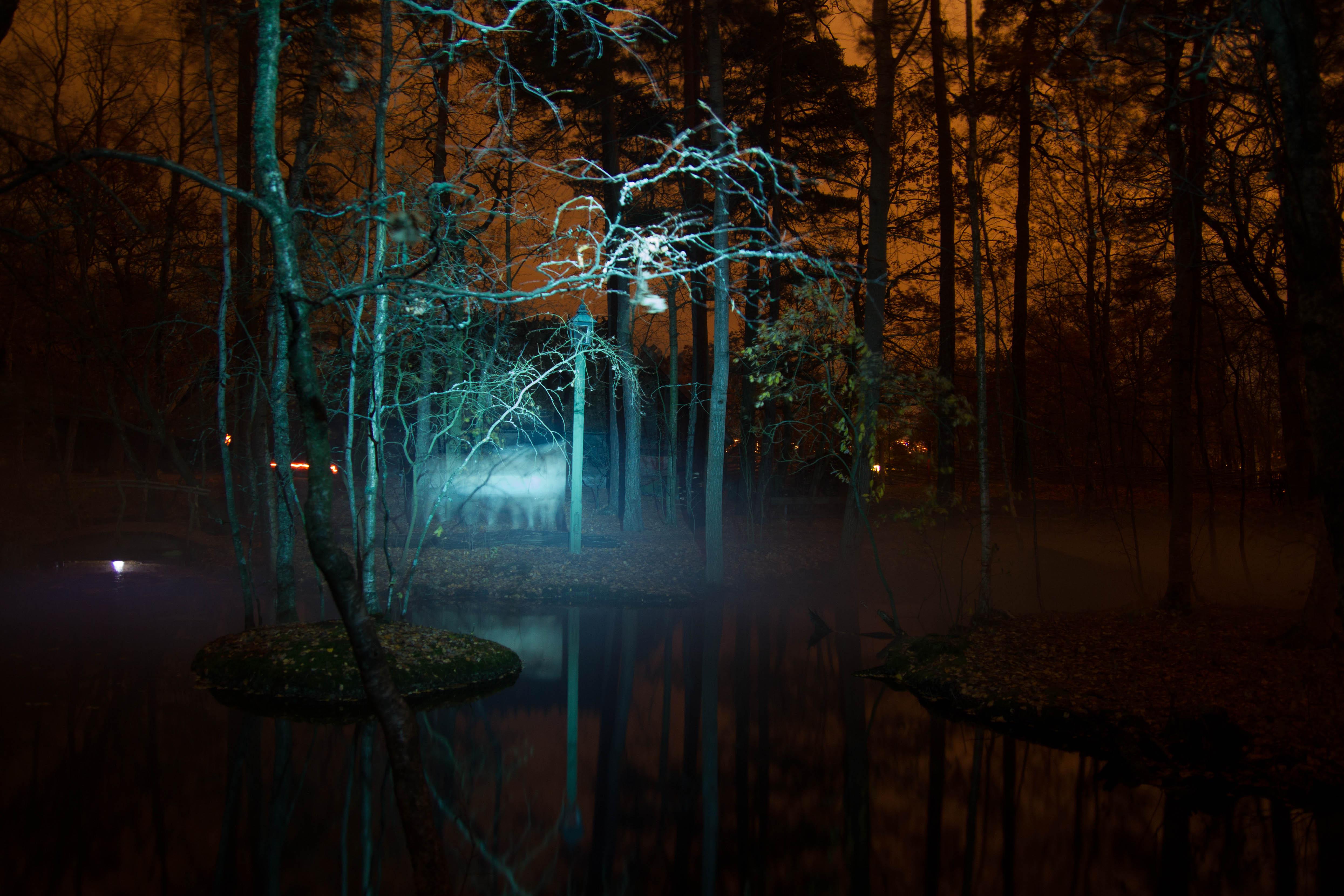 Bäckahästen vid Motjärn sweden