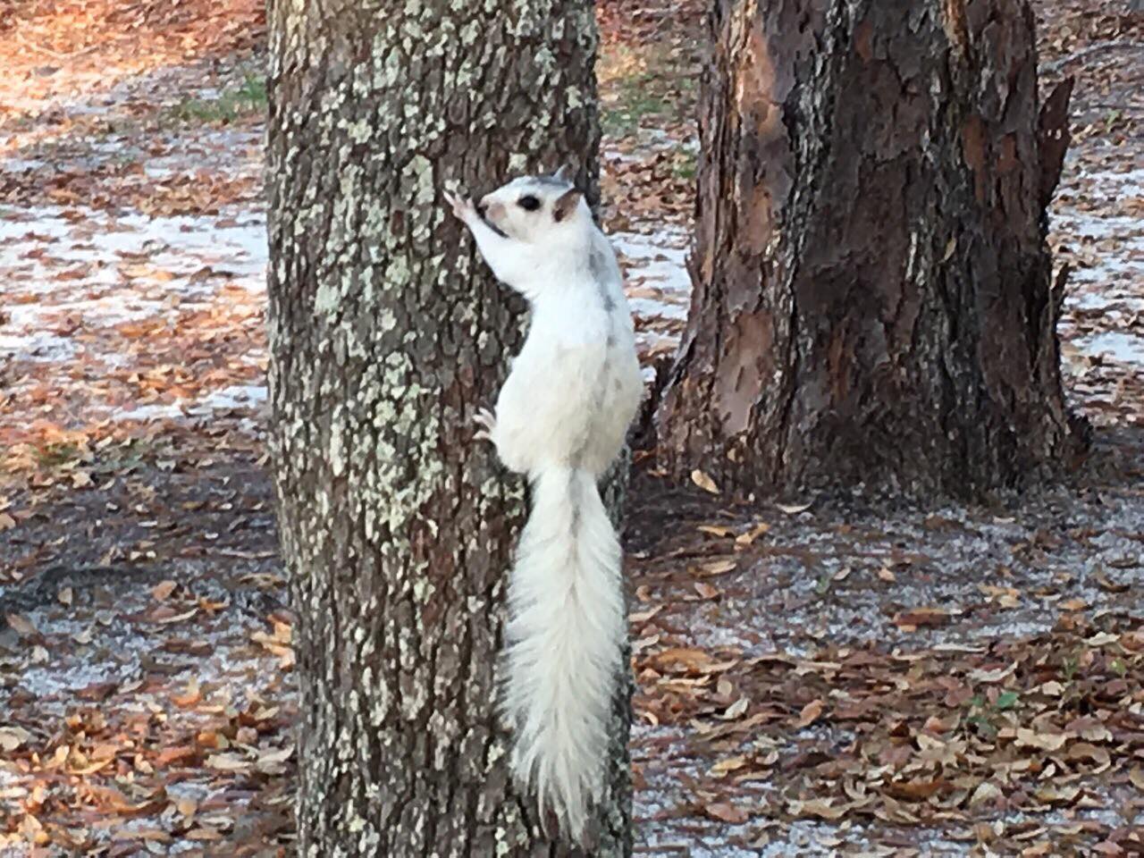 My sister saw this squirrel in north Florida. It looks like the