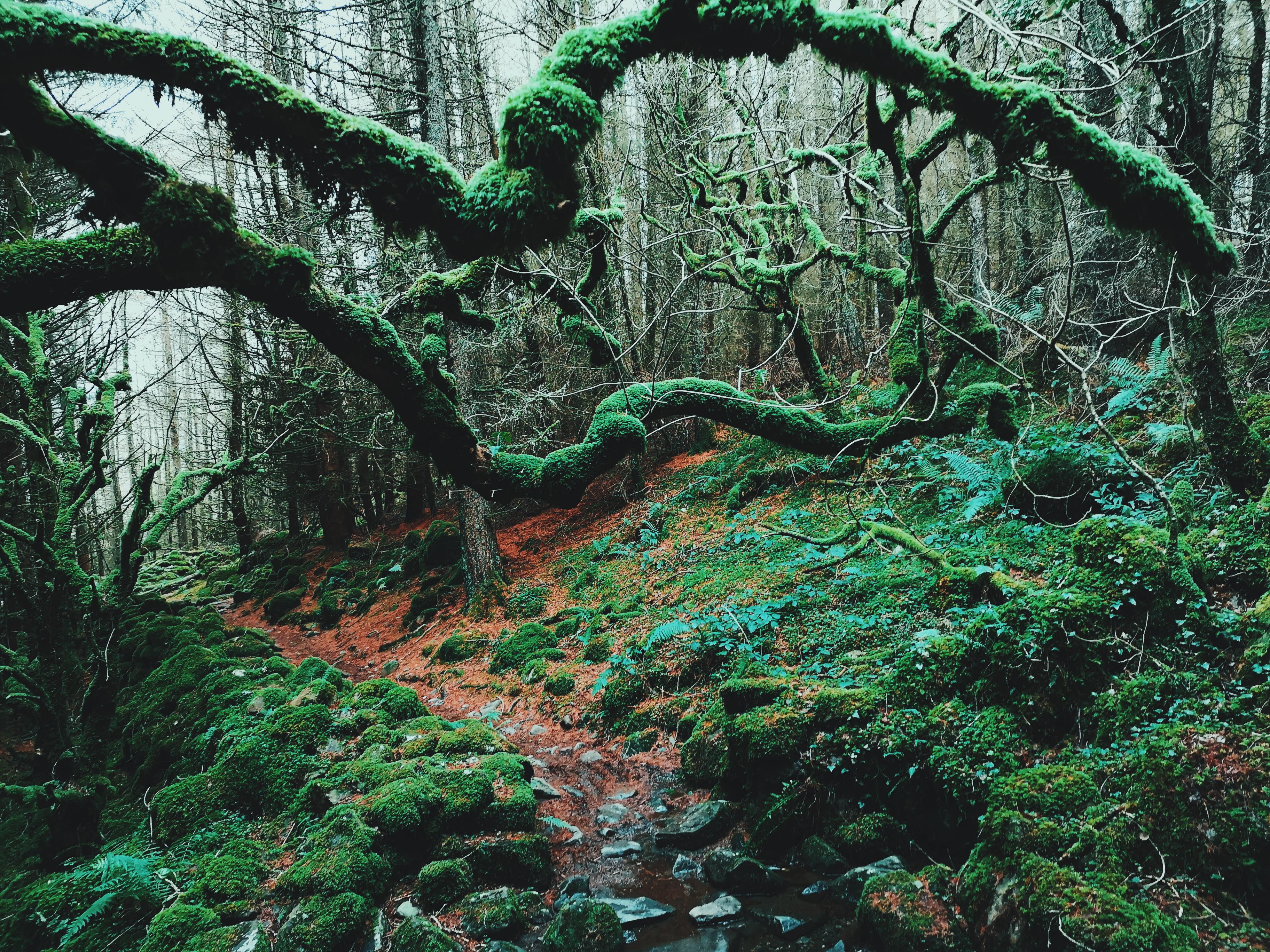 The wild forests of Crafnant, North Wales. [OC]. (3648x2736) r/EarthPorn