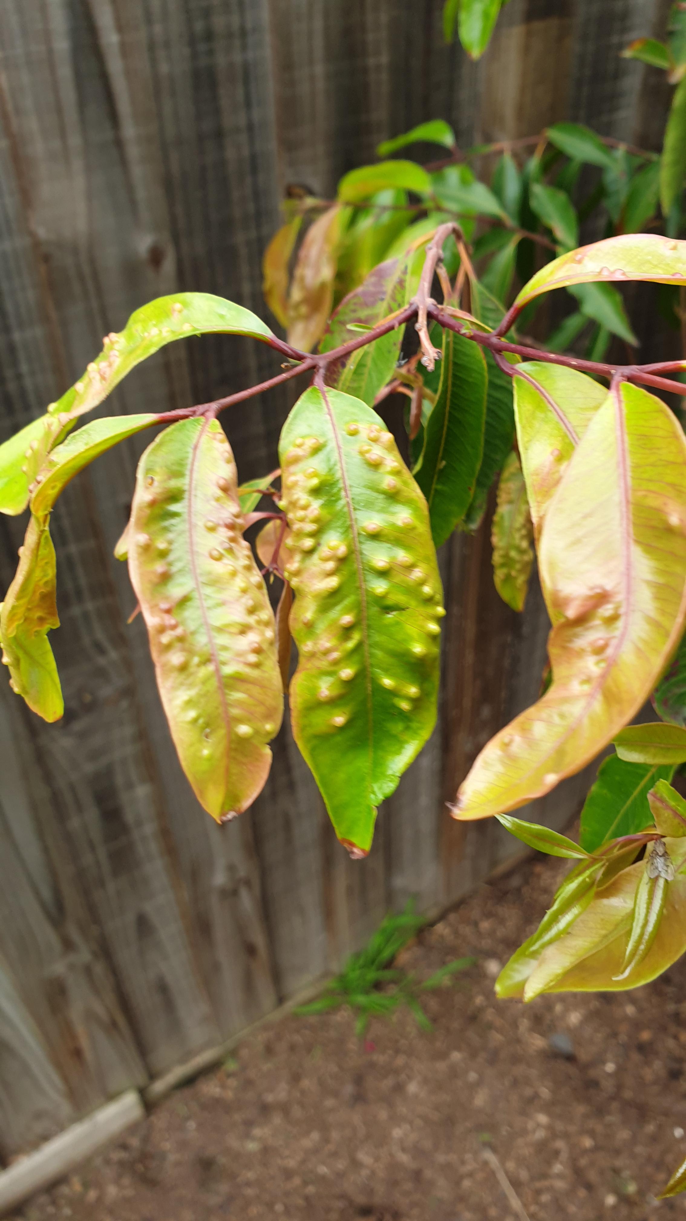 My Weeping Lilly Pilly has bumpy leaves... Help! r/plantclinic