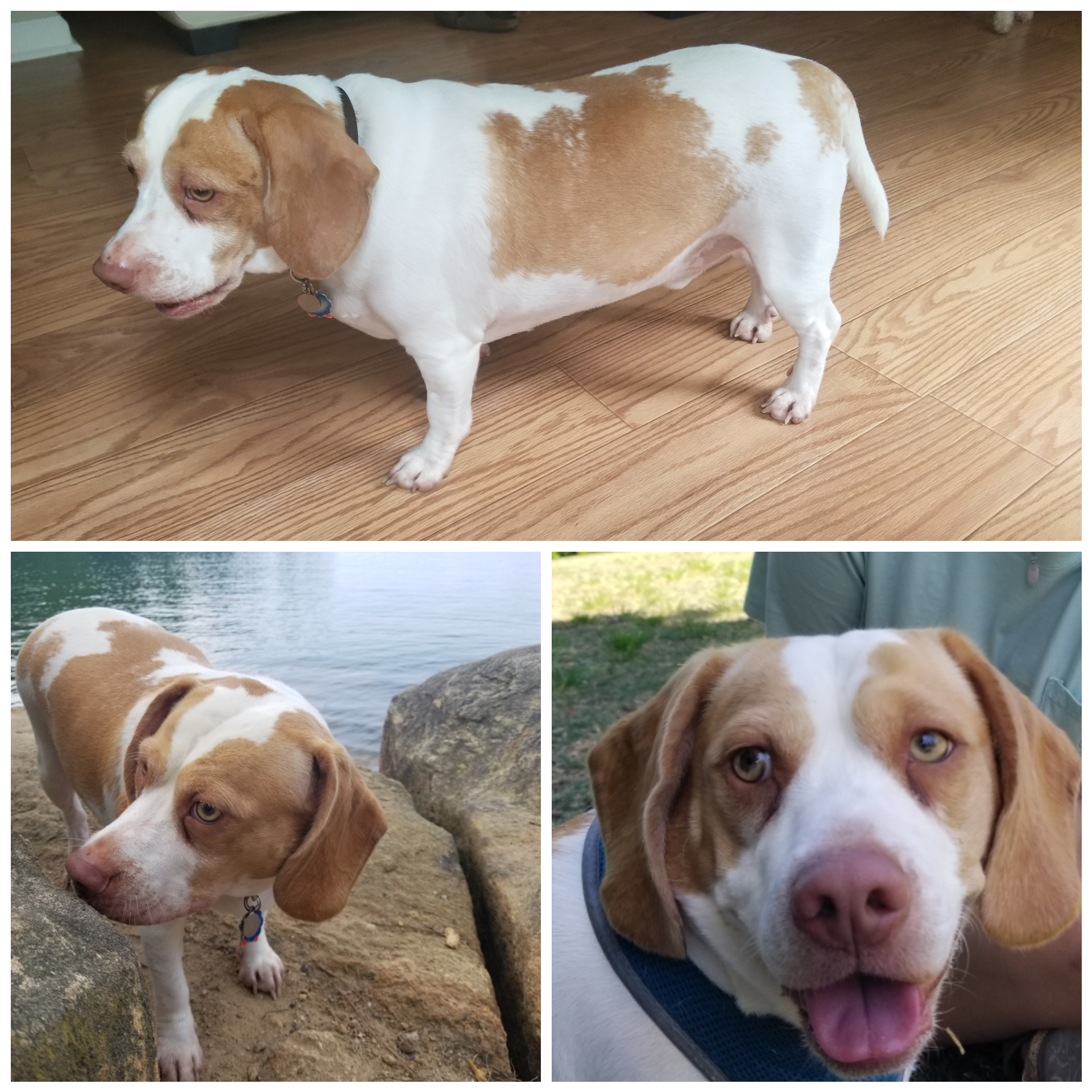 Can someone tell me what my 2 yr old 35 lb dog is?? r/IDmydog