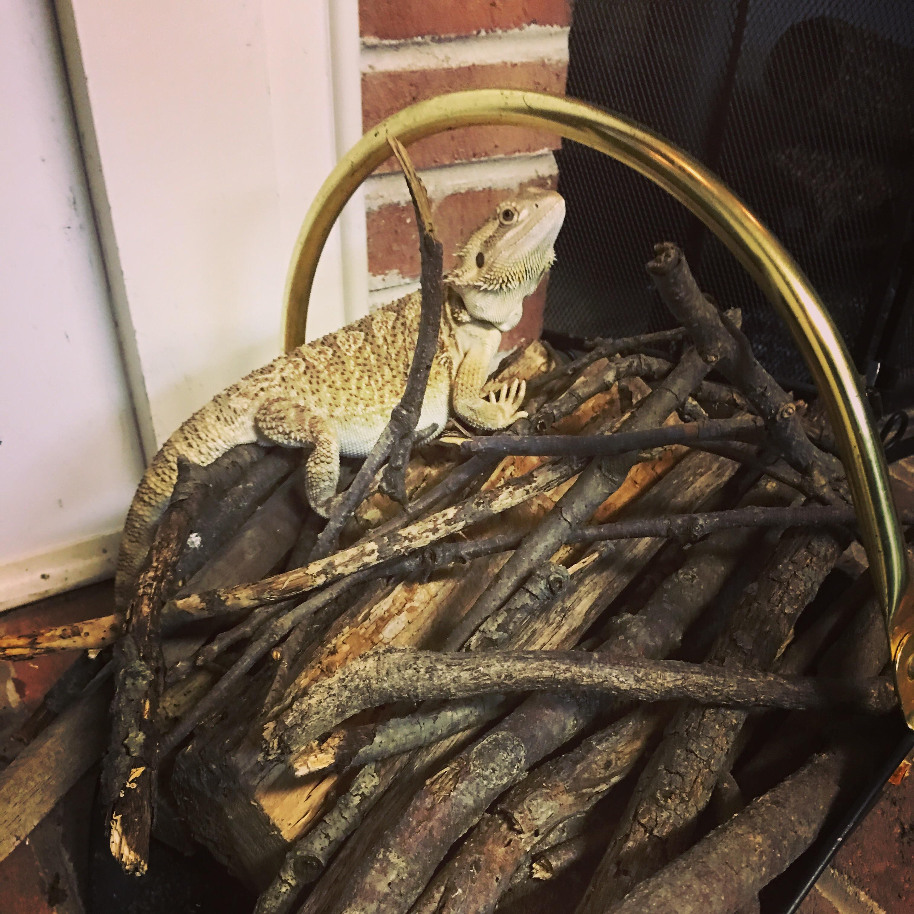 "I like to climb out of everything and attack my reflection