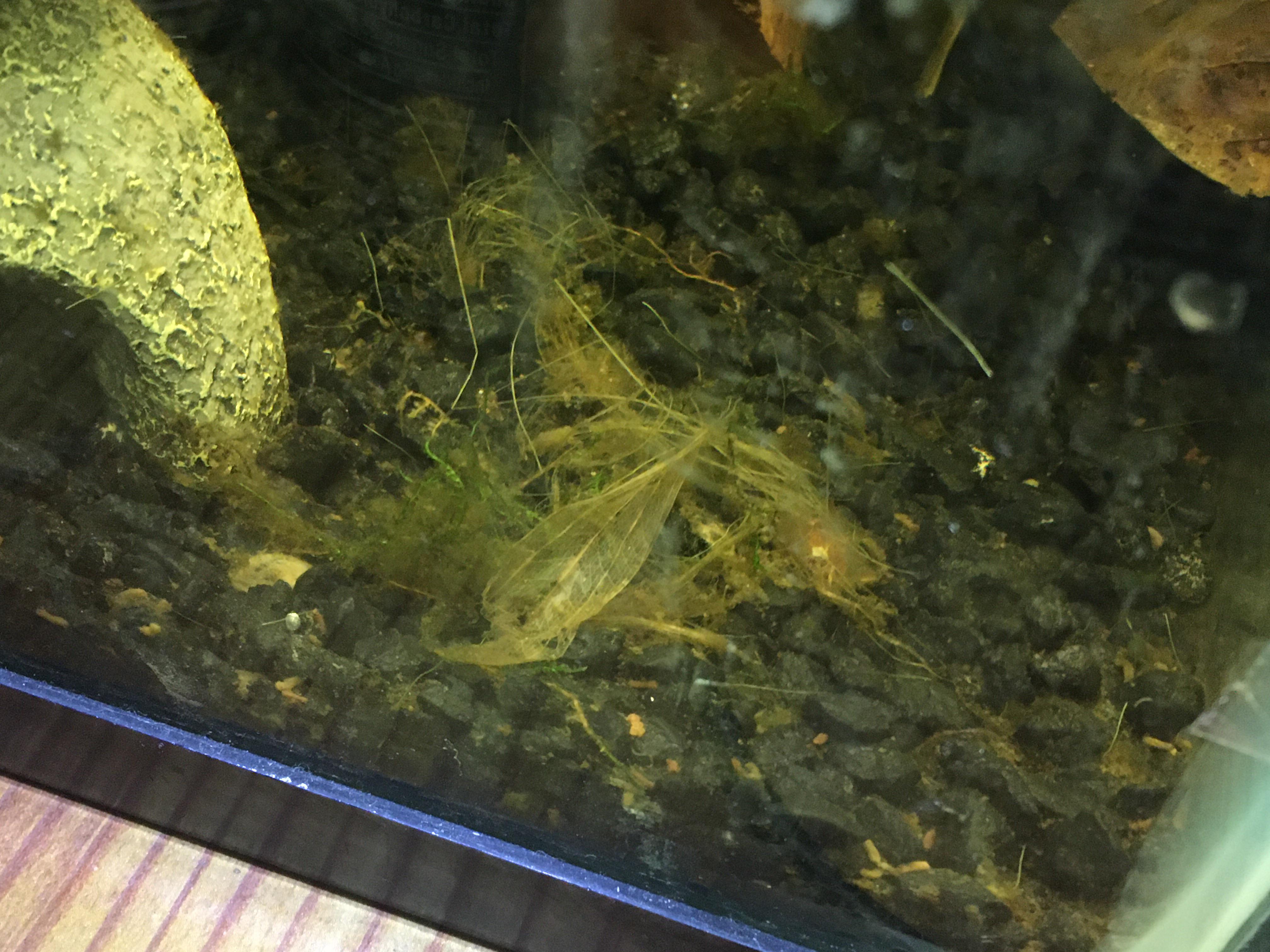 Are these plants dead? I got them in the beginning of December and the person at the fish store