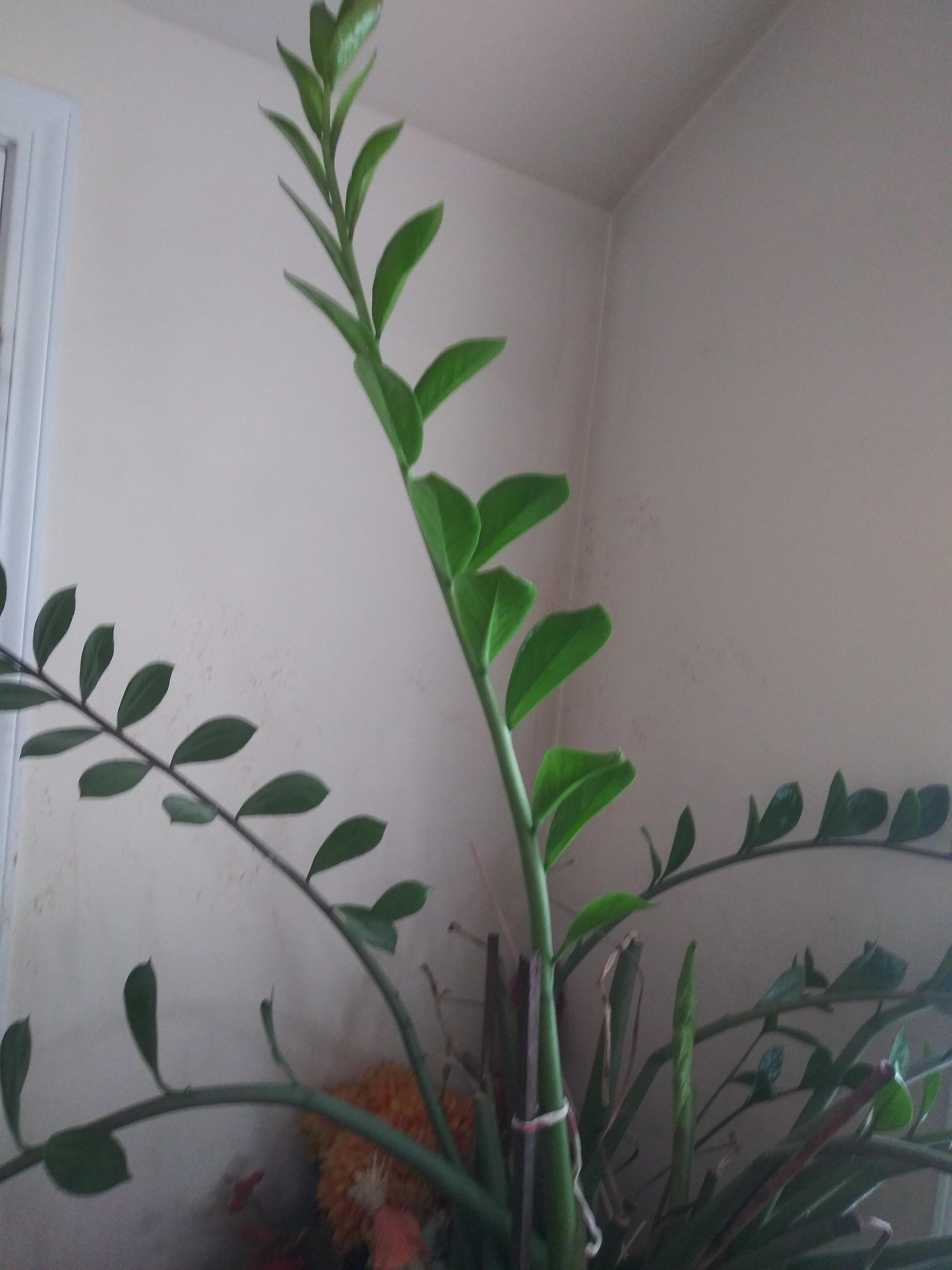 I had woken up this morning to find that my growing zz plant stem had