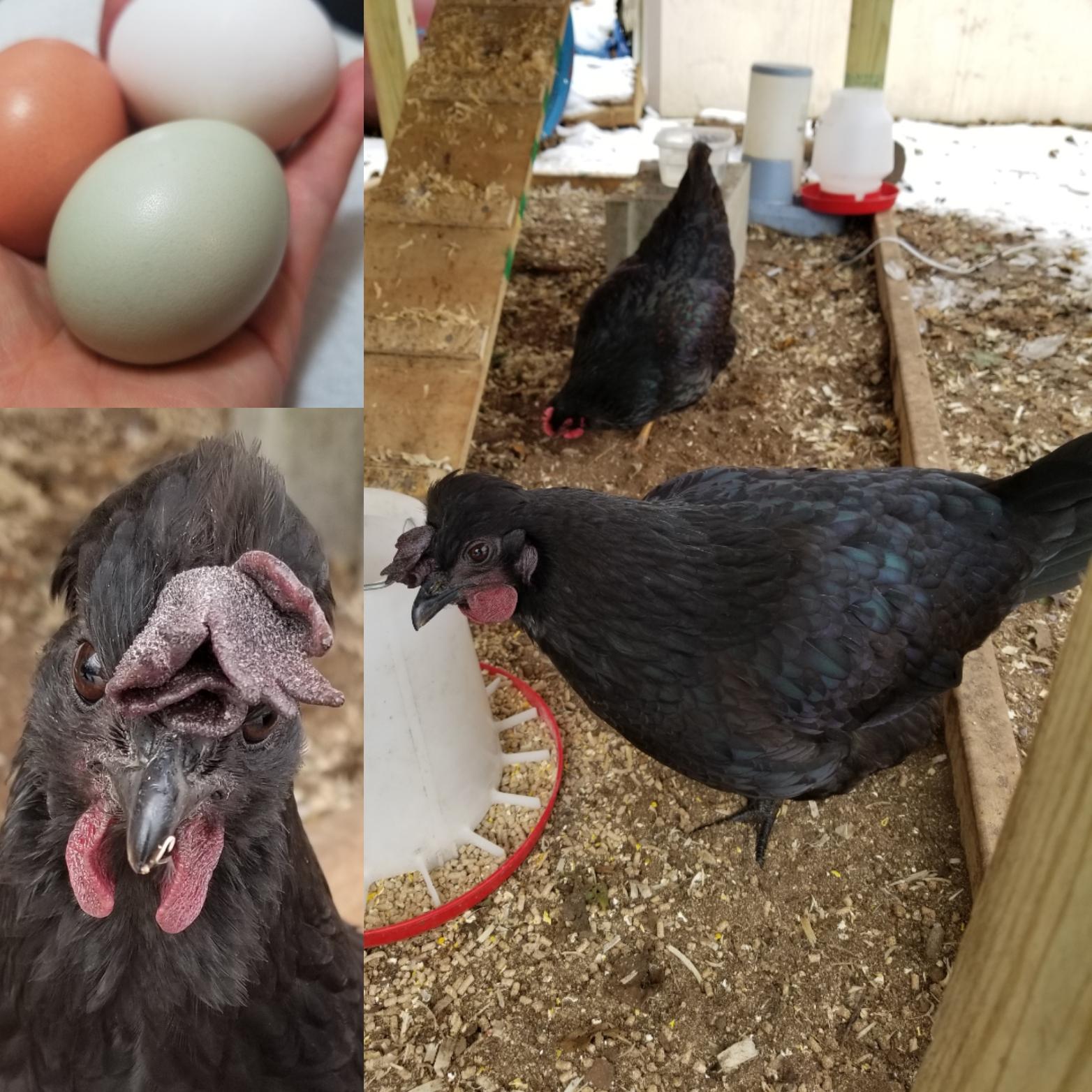 My mystery breed hen just started laying blue/green eggs! I am quite