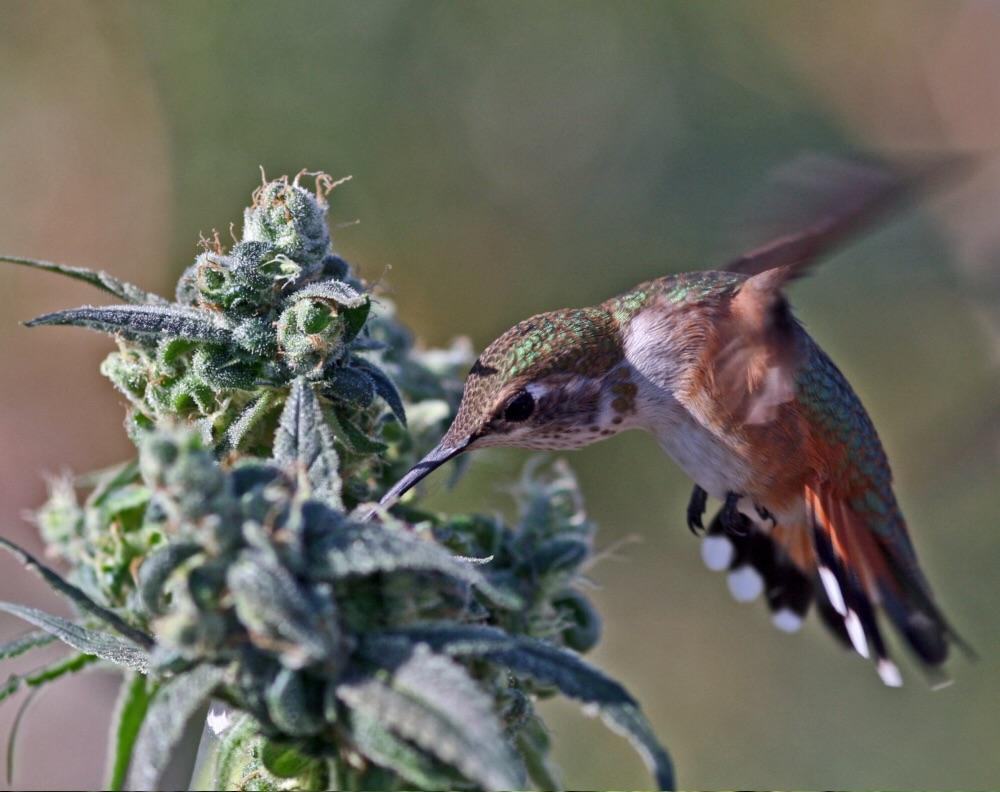 Pretty much all pictures of hummingbirds with weed are cool, but this
