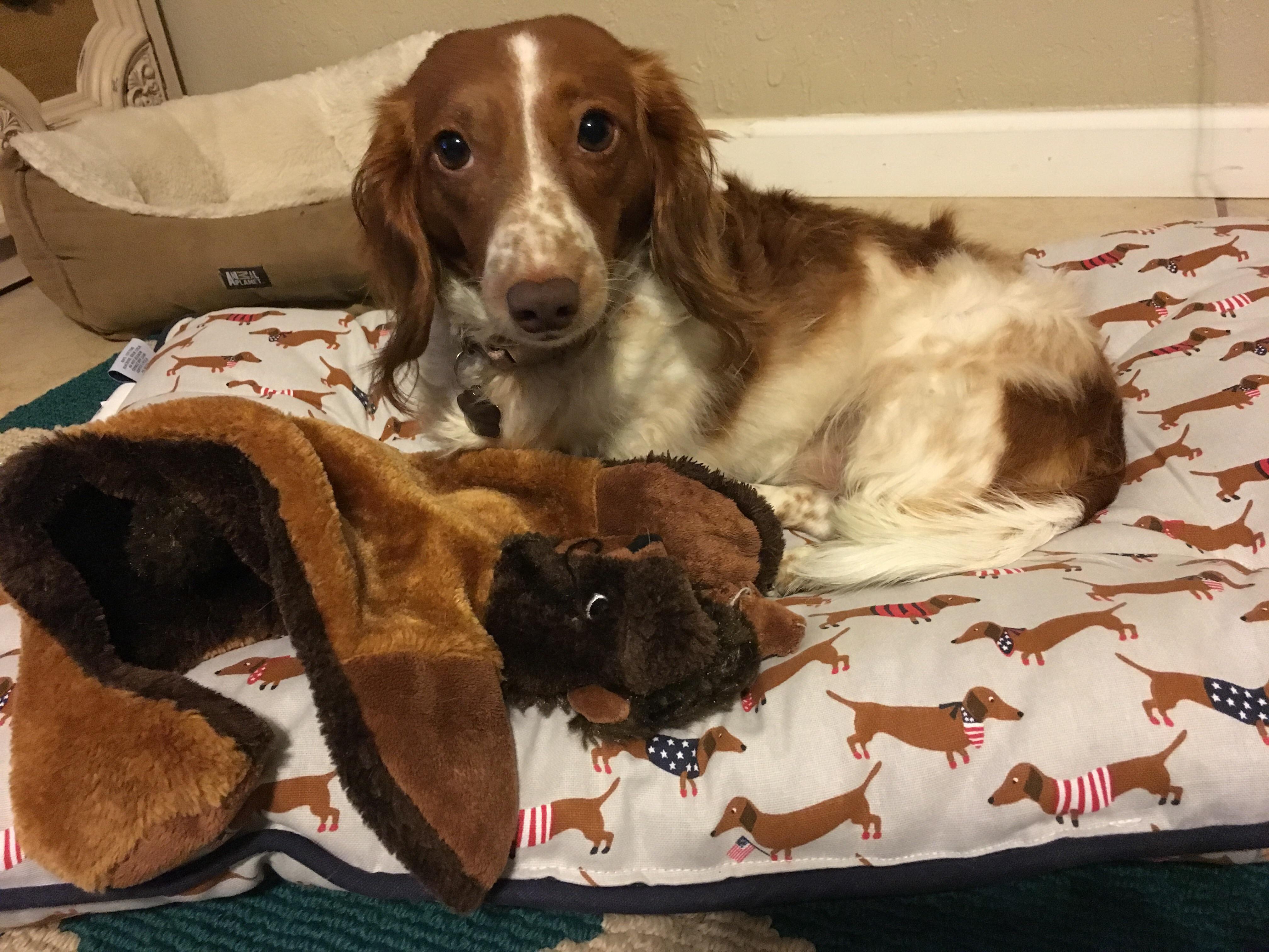 Dachshund on a dachshund bed merica r/Dachshund