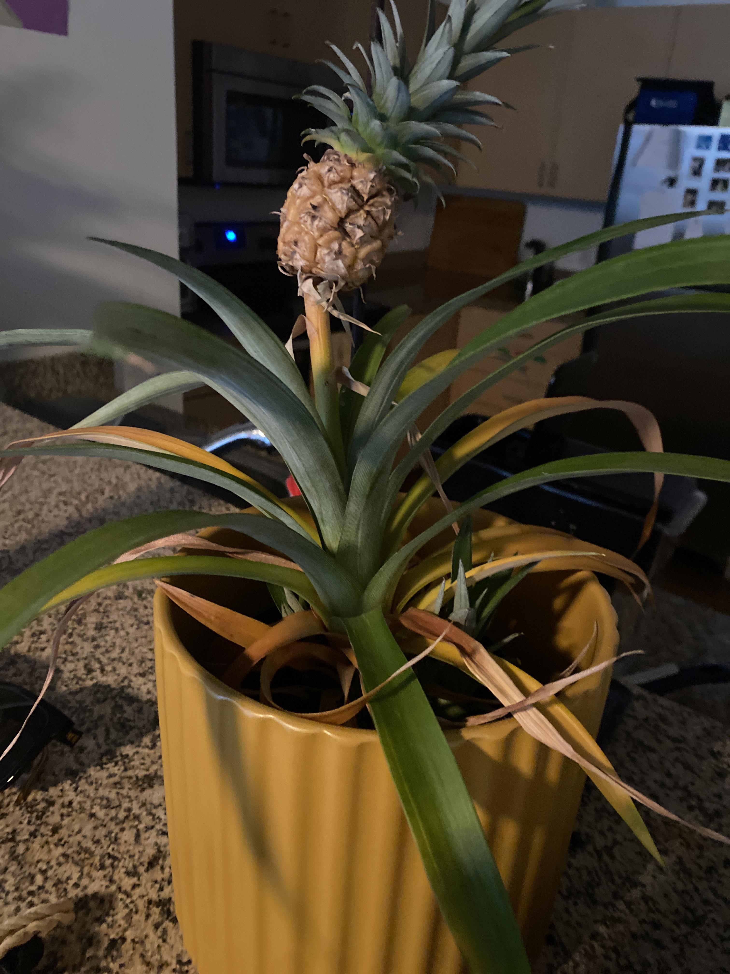 Pineapple plant dying!! pls help r/plantclinic