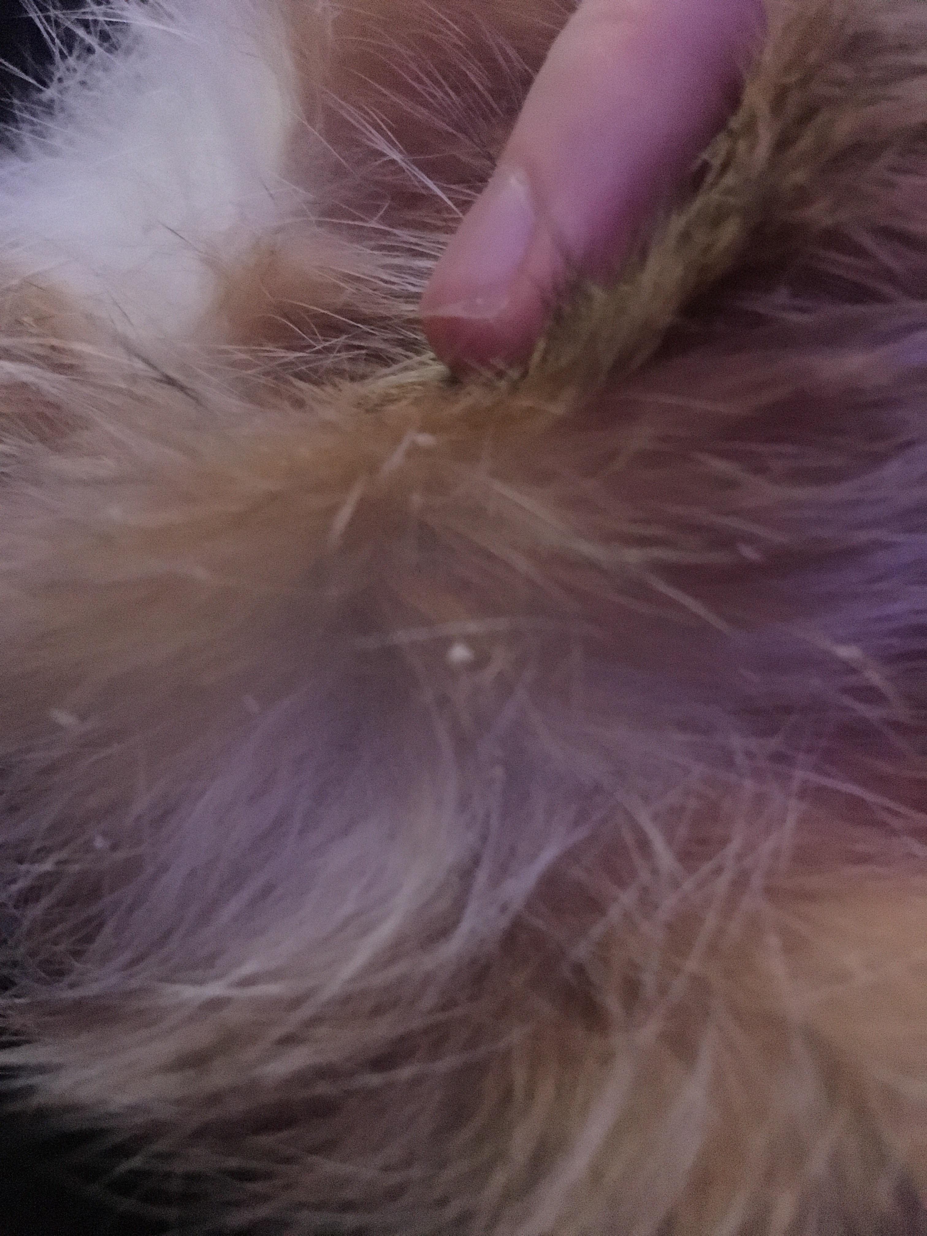 My bunny Boo has these white flakes on his back. Anyone know what they