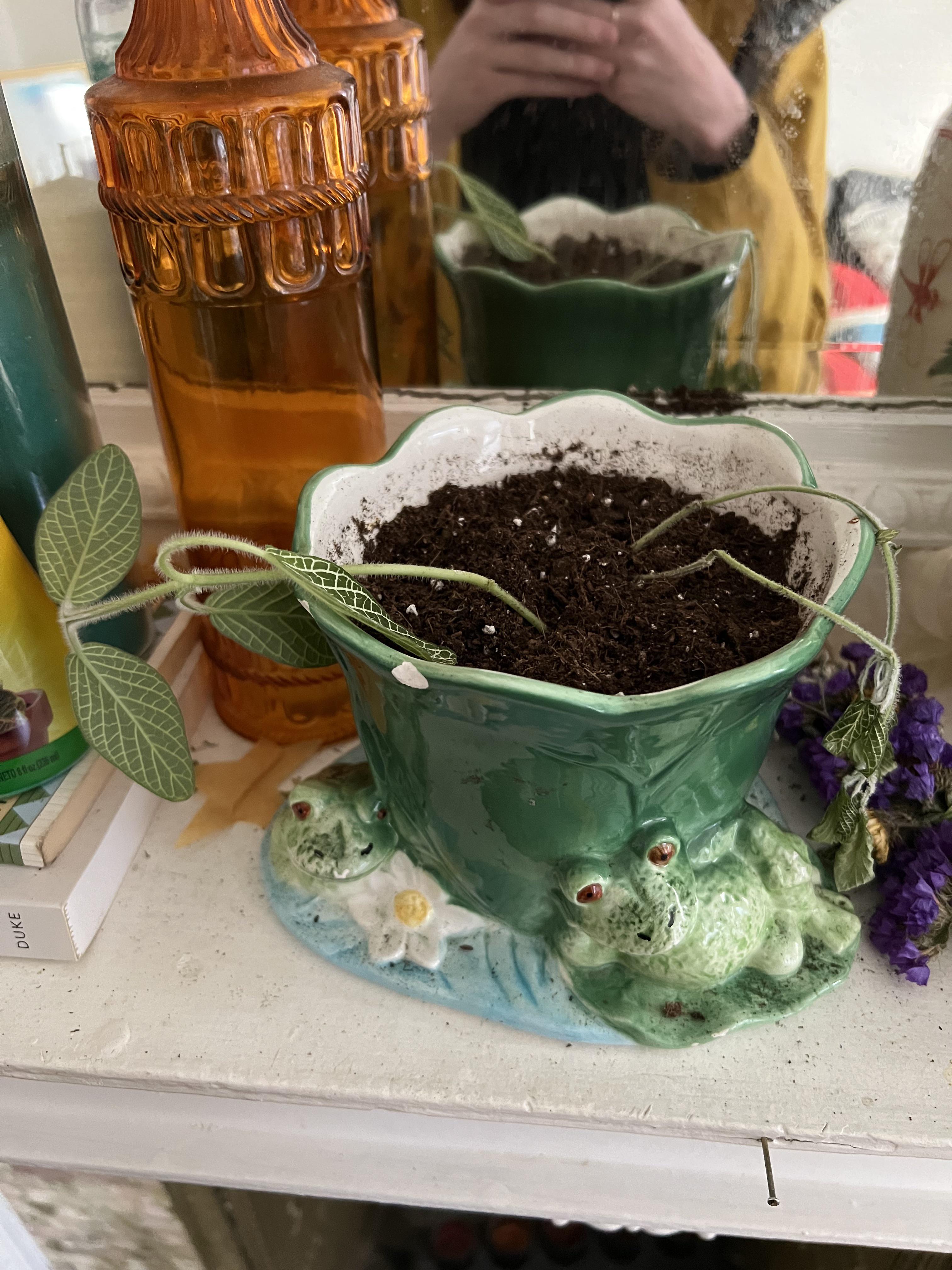 can’t figure out what’s wrong with this plant! it has always been