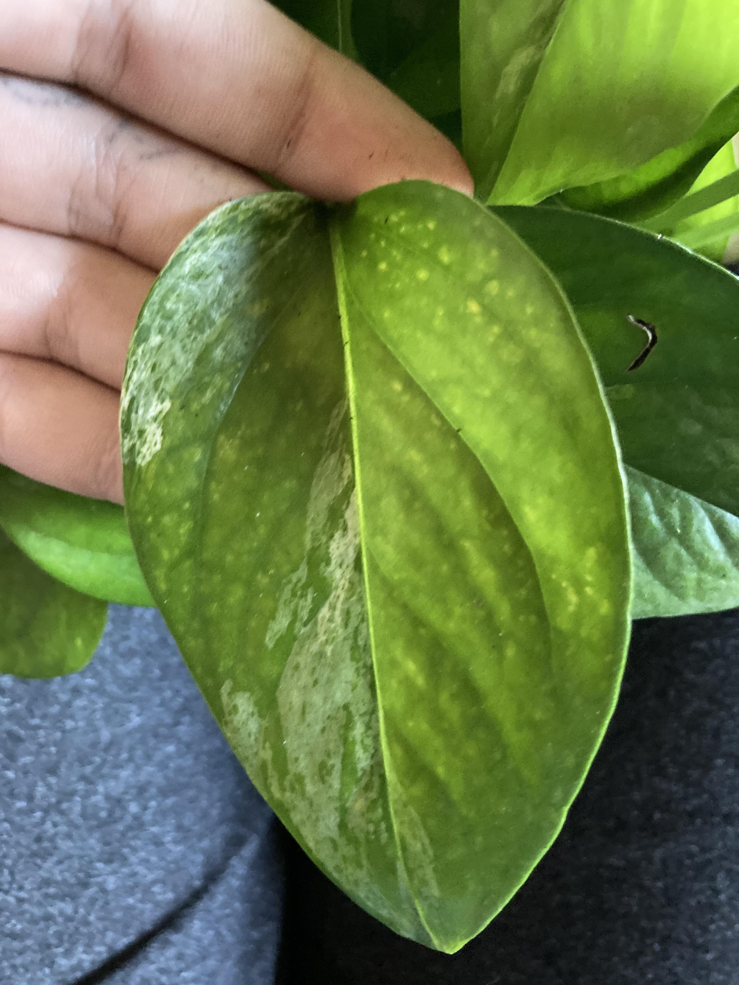 hi! what are these little spots on my pothos? they are on a few other