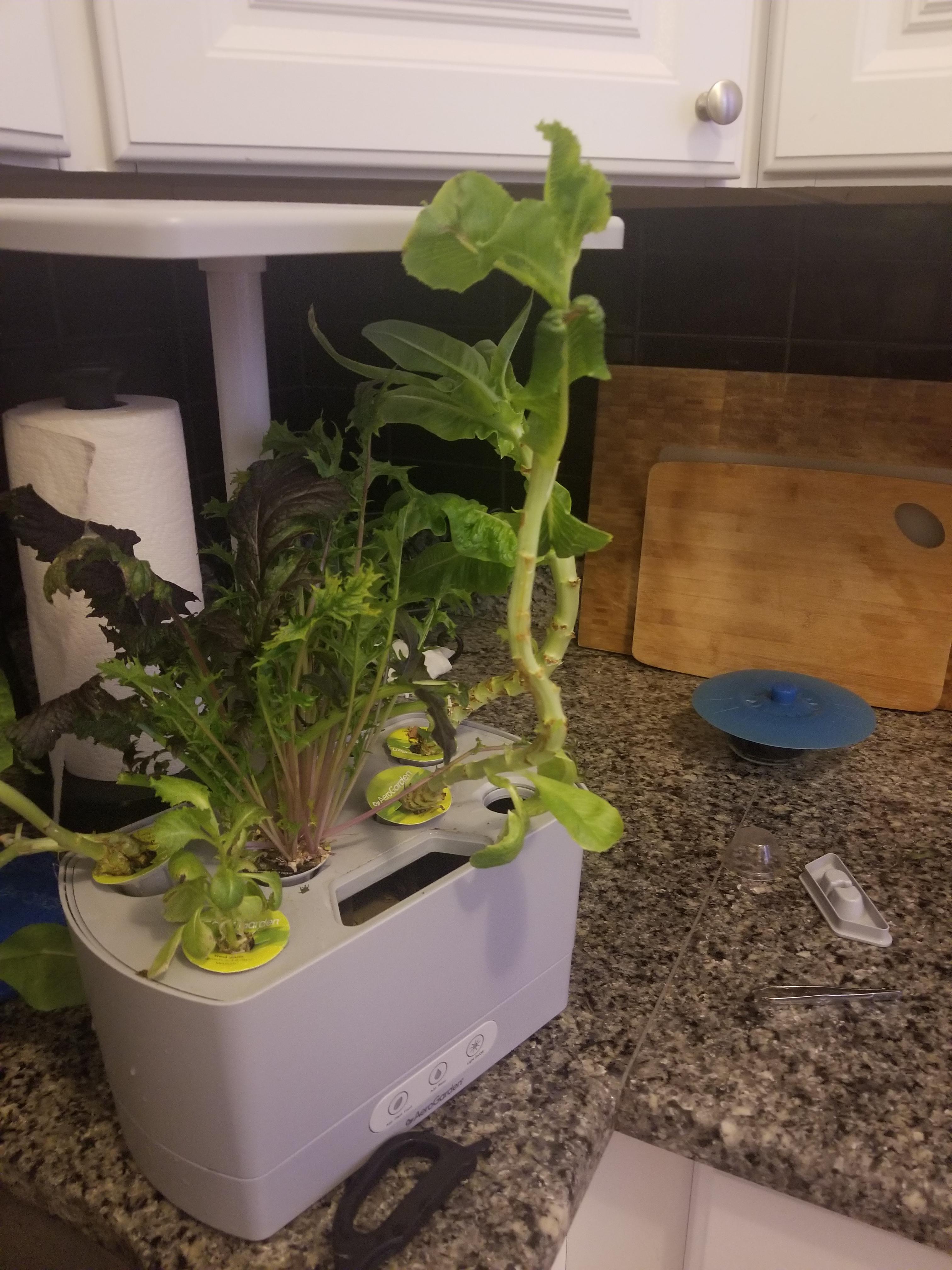 Lettuce stalks too tall r/aerogarden