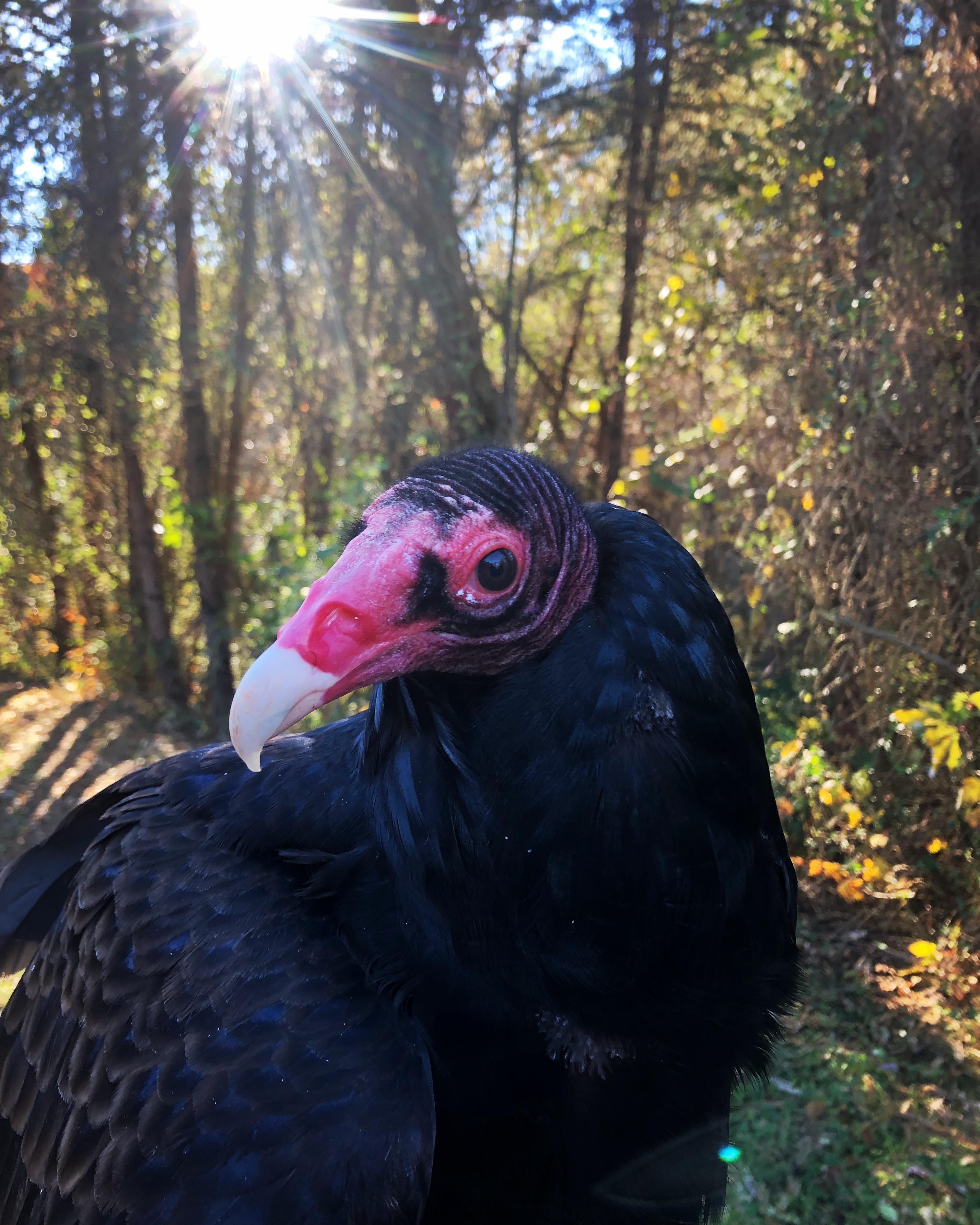 Turkey Vultures don't actually enjoy seriously decaying meat. Their keen sense of smell helps