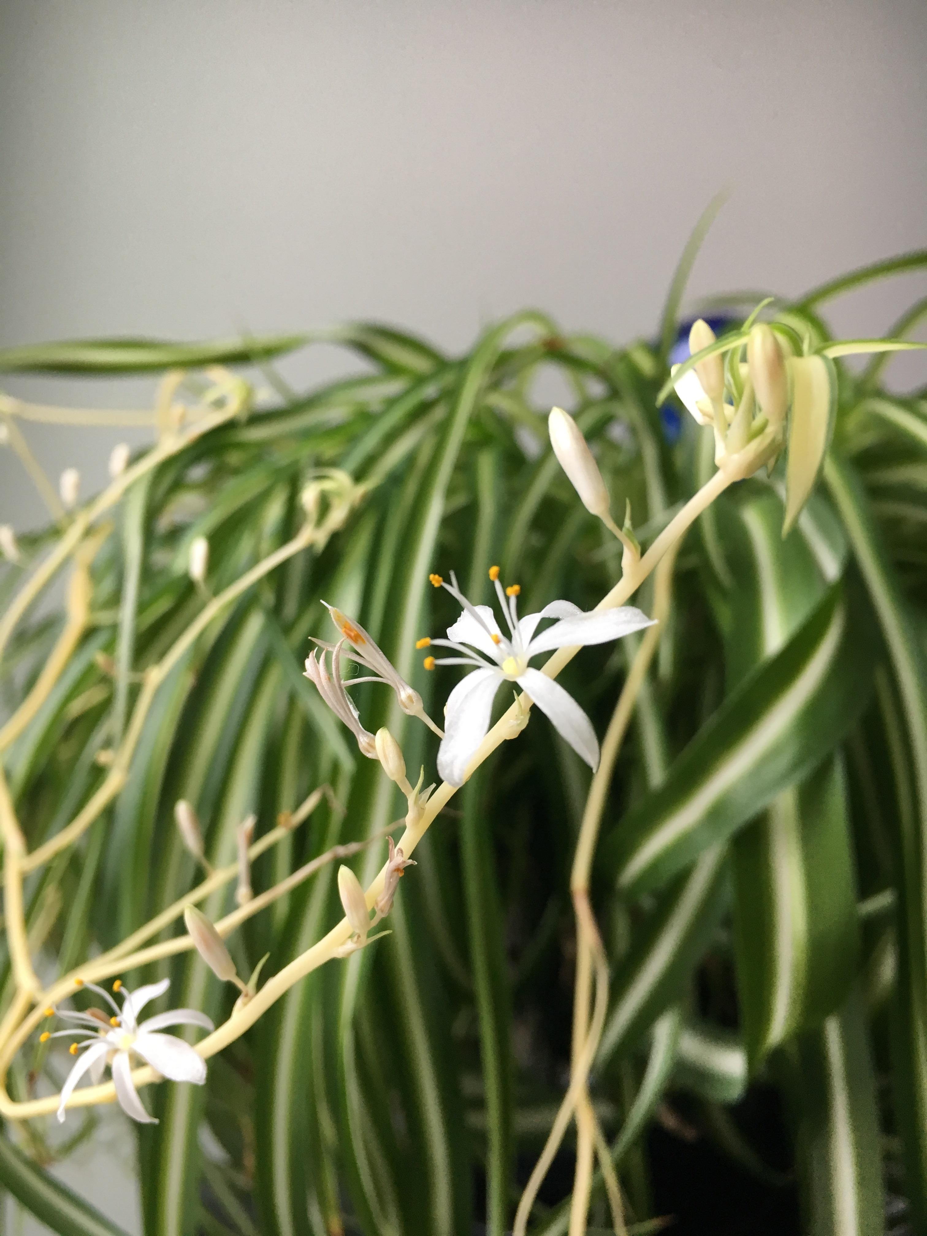 23 best u/specialyak images on Pholder Houseplants, Malelivingspace