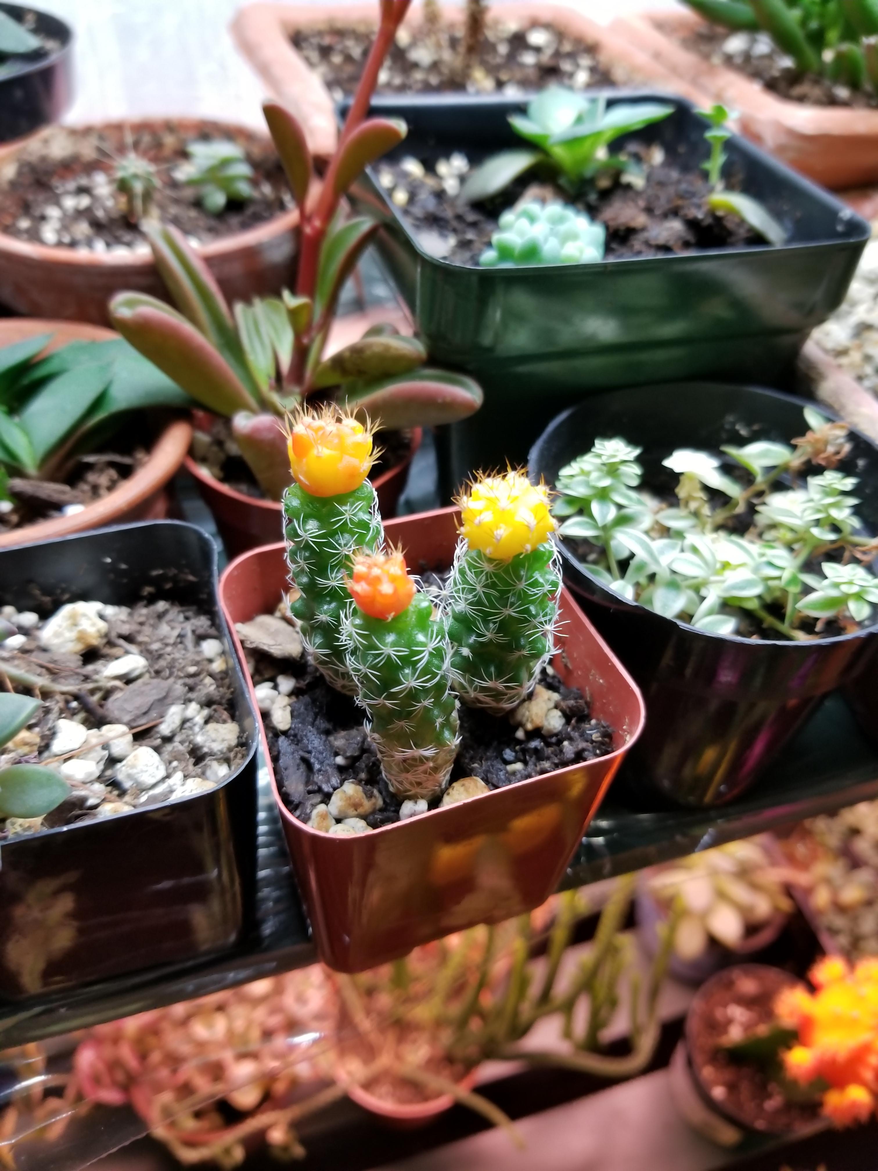 Grafting attempts Moon Cactus pups x Thimble Cactus r/succulents
