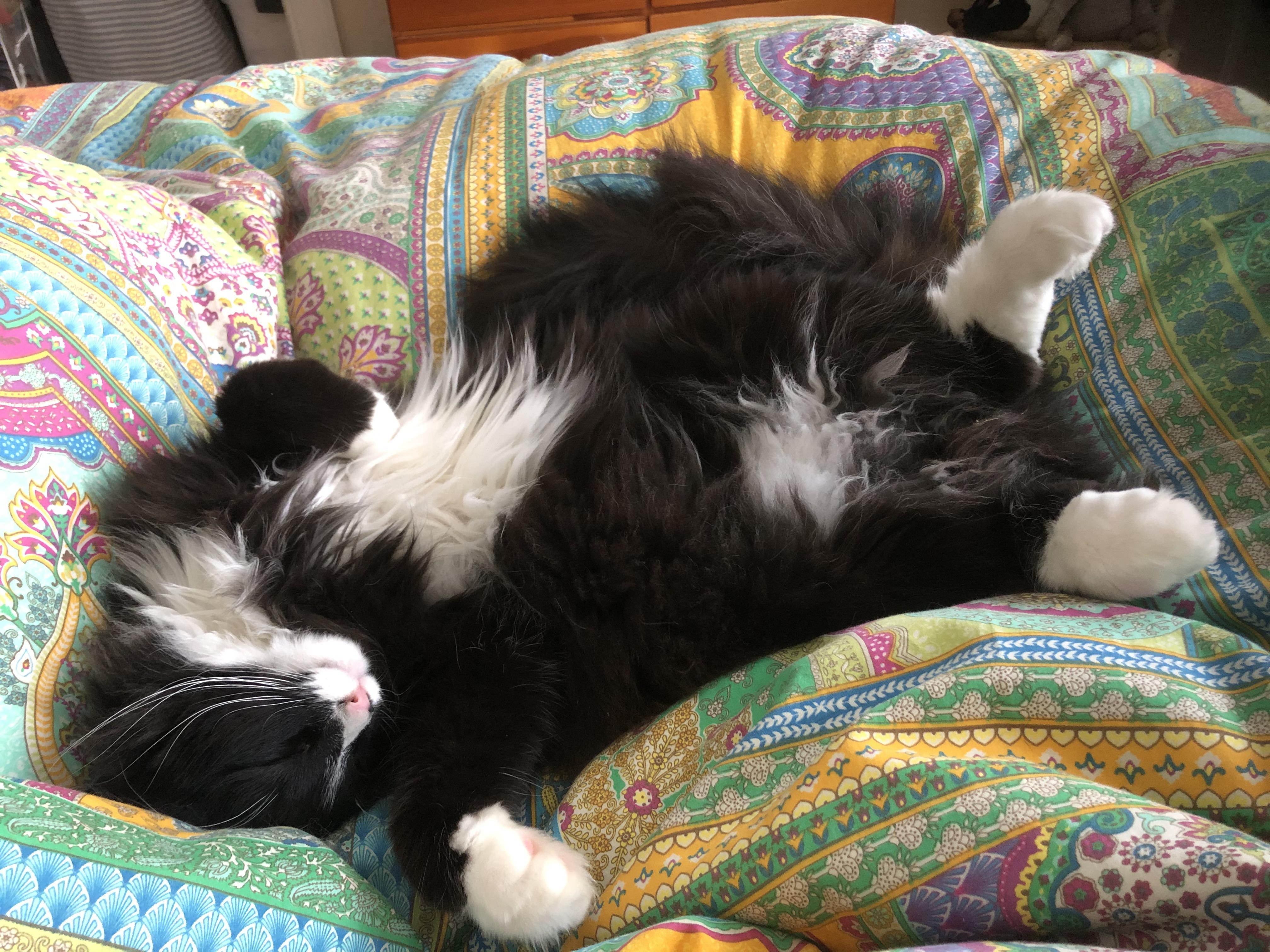 23 best u/stinky_cat_toes images on Pholder Cats Are Assholes