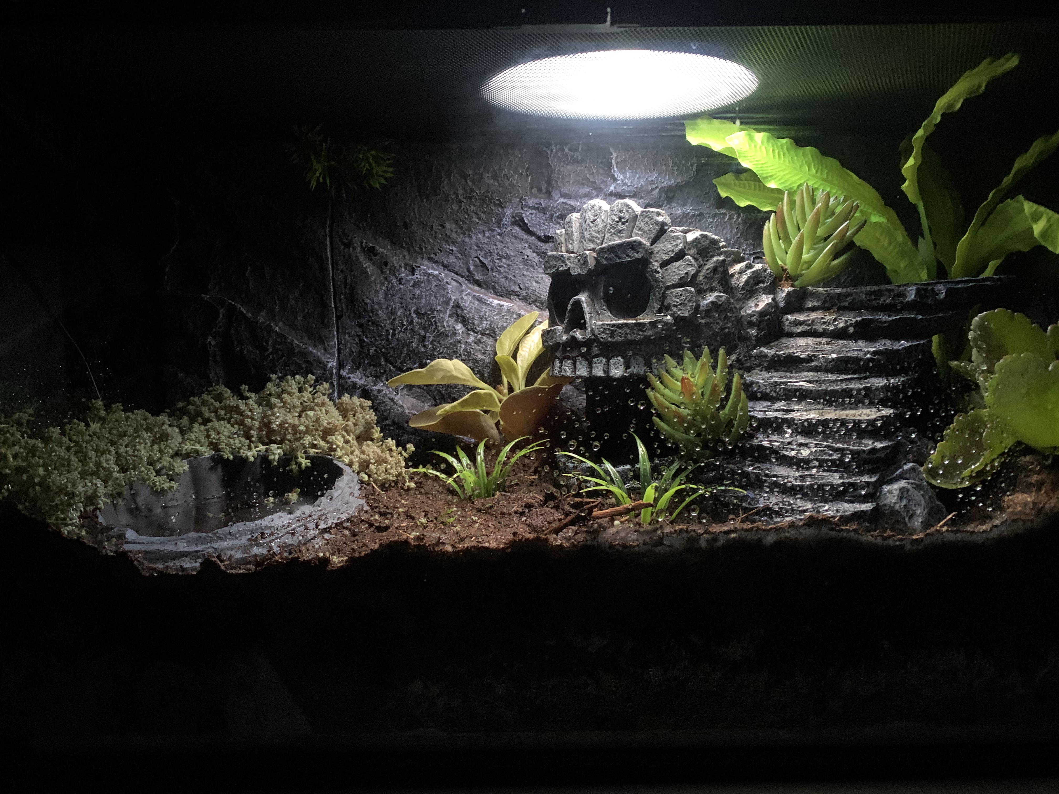 A little bioactive tank that’s been up for a month. 10 Gallons