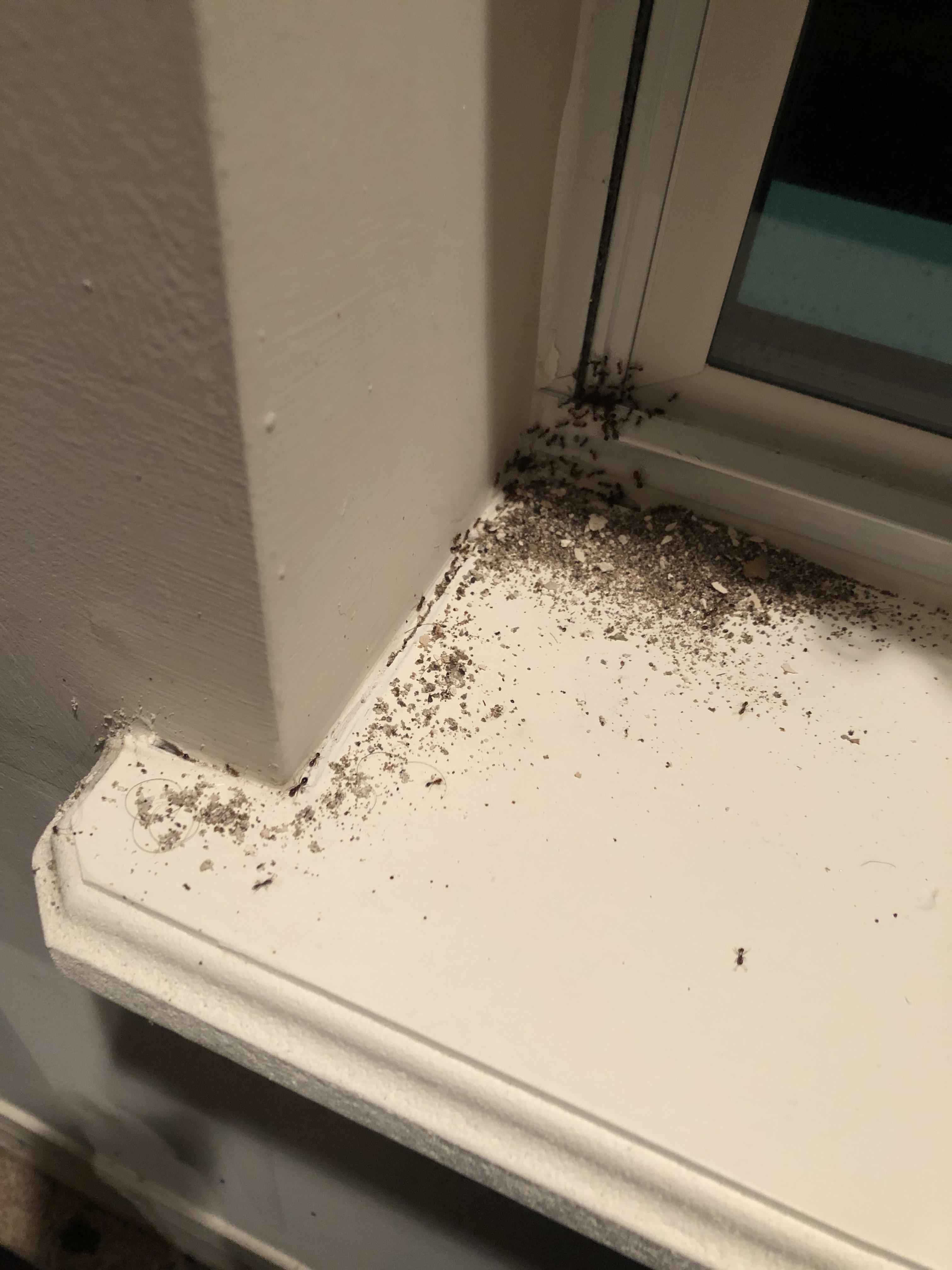 1130 pm just found these guys coming through the window near my bed