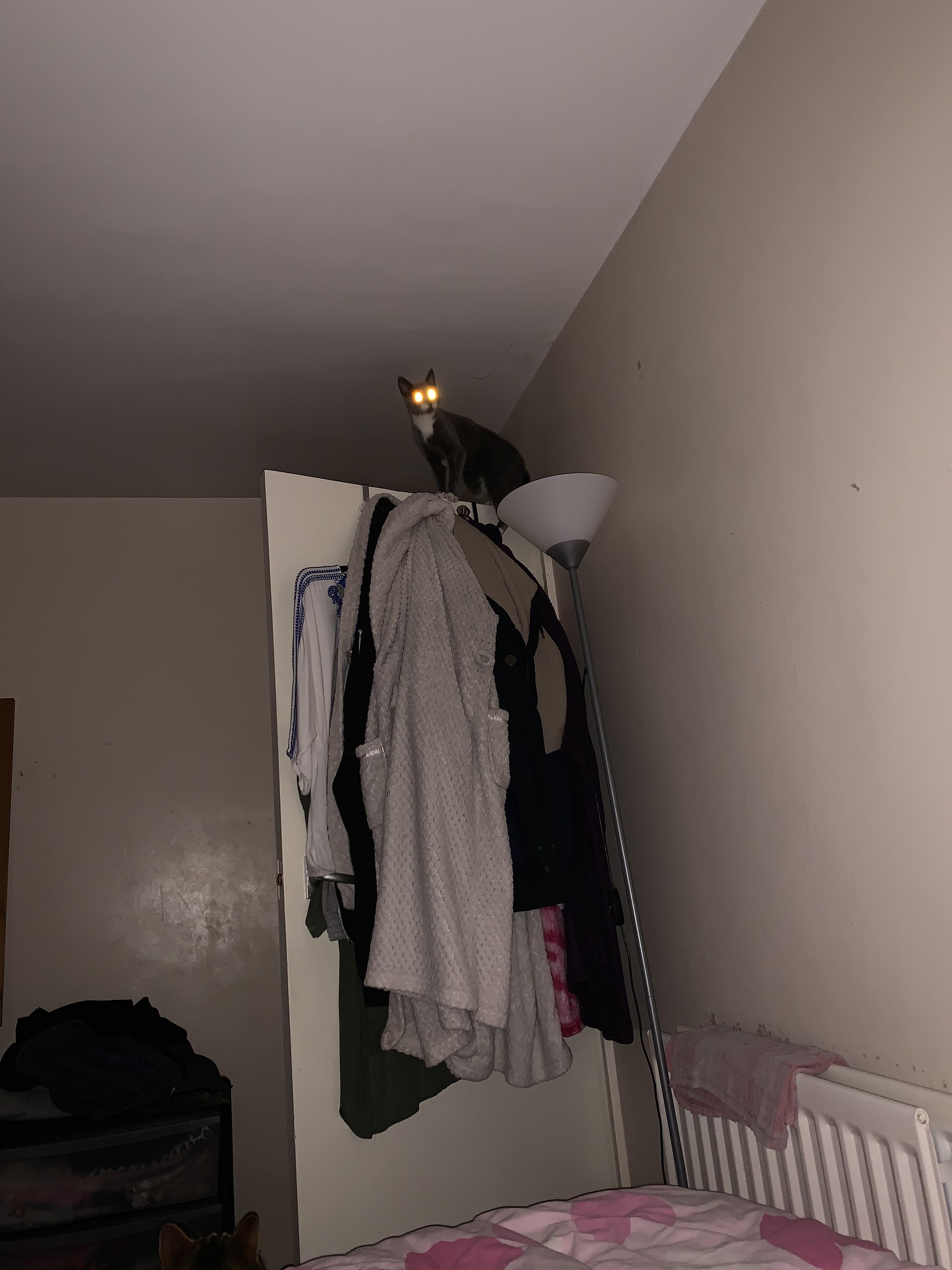 I think this may be the portal to the Cat Dimension LaserEyedCats