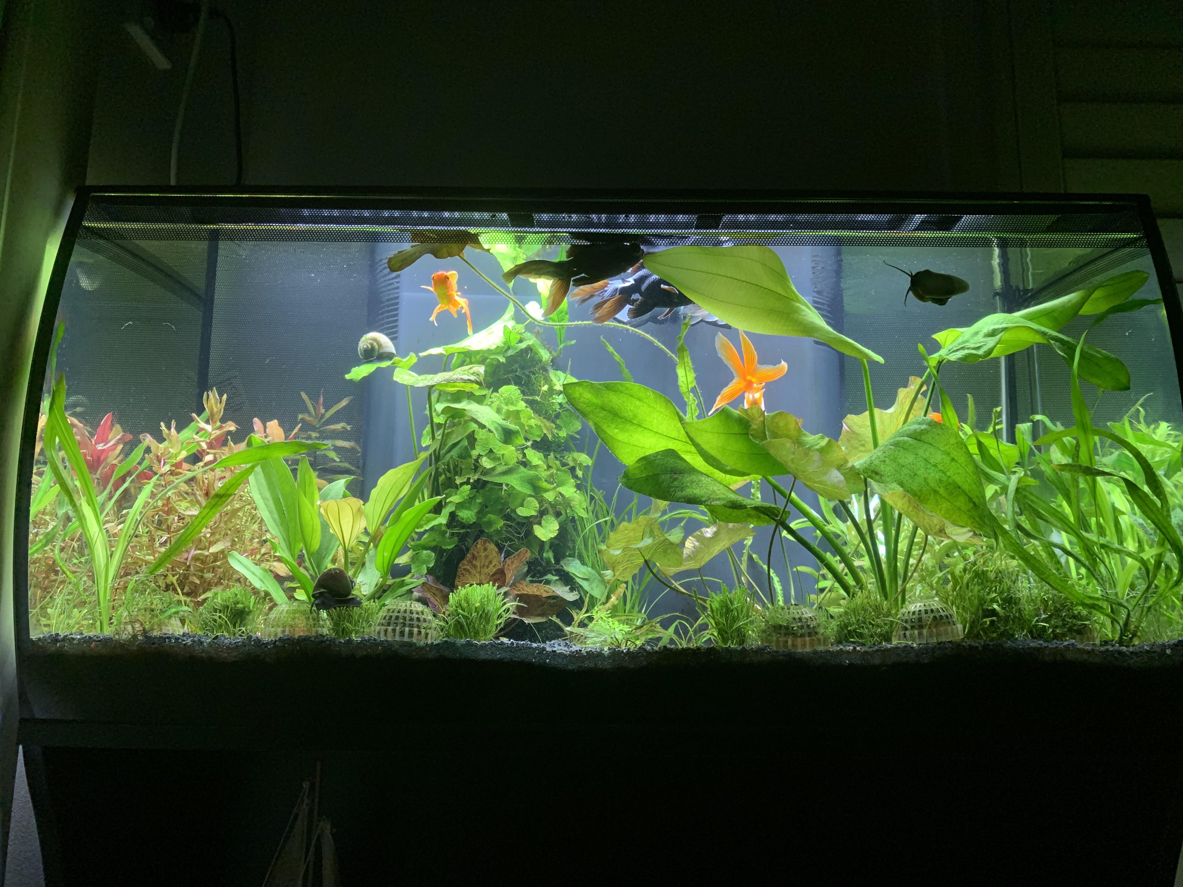 My overstocked goldfish tank 6 months later all soon to be moved to