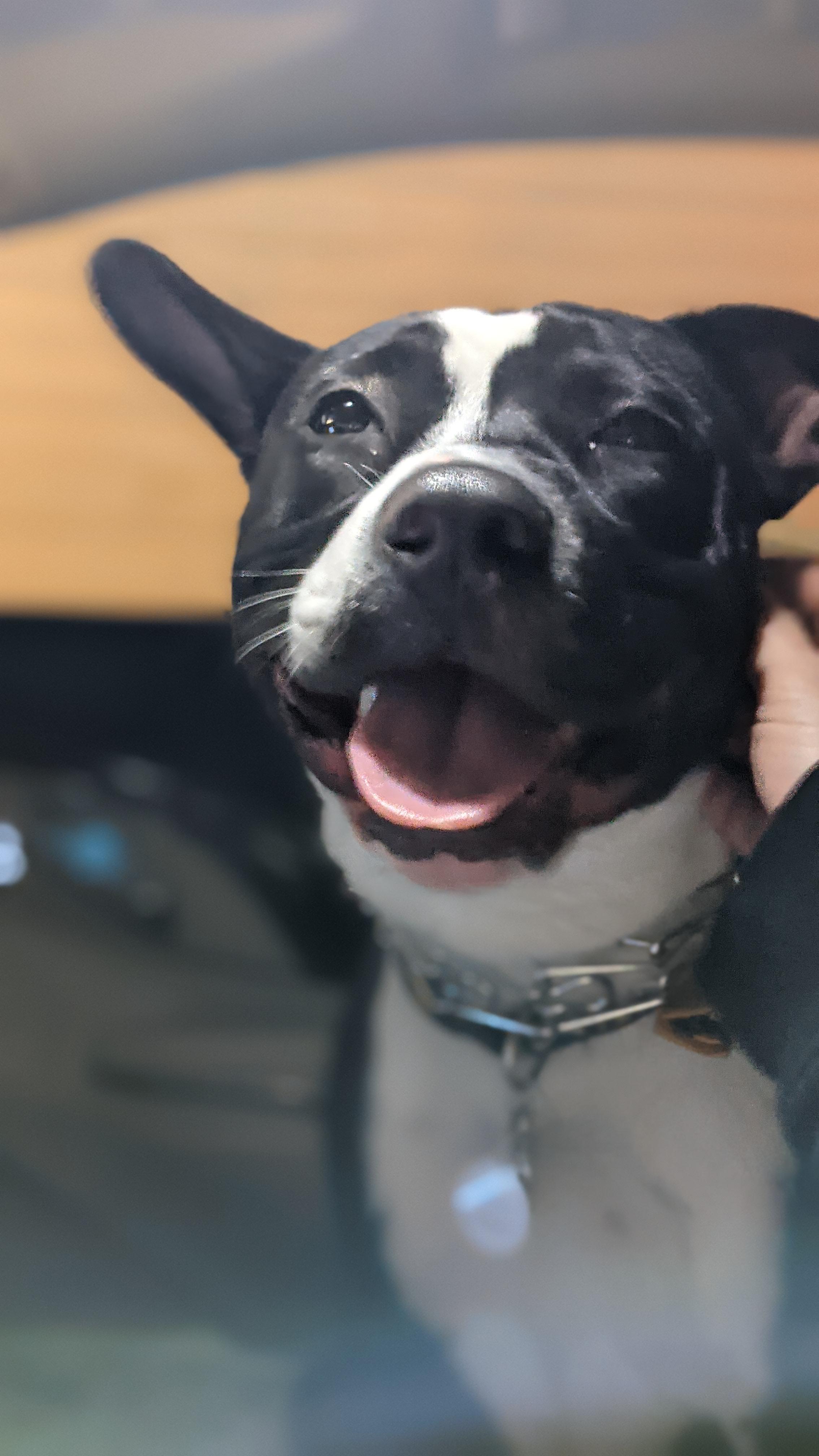 She now is done with her puppy shots getting fixed fixing the UTI after