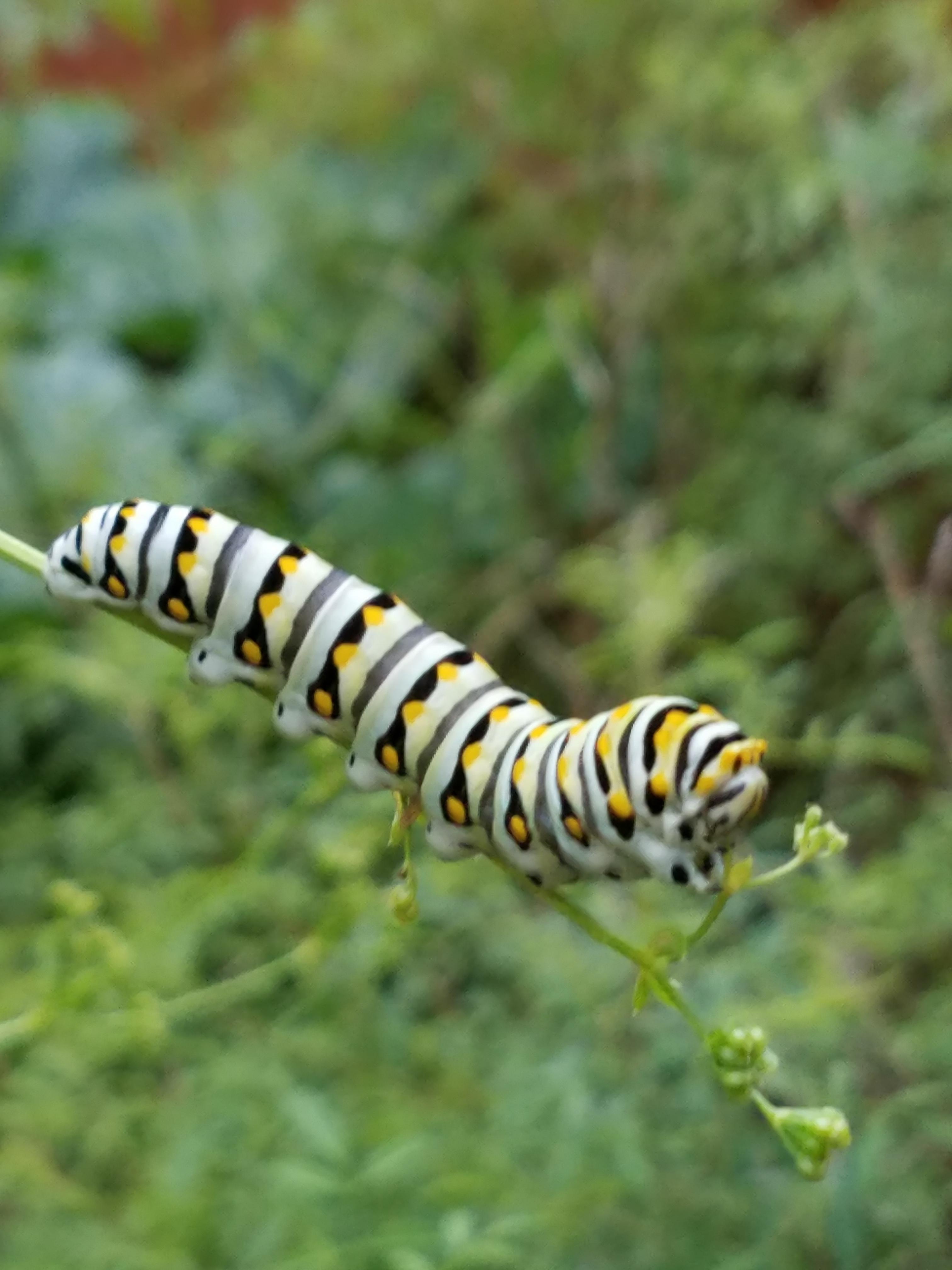 Swallowtail caterpillar eating the remains of my cilantro in June. Had