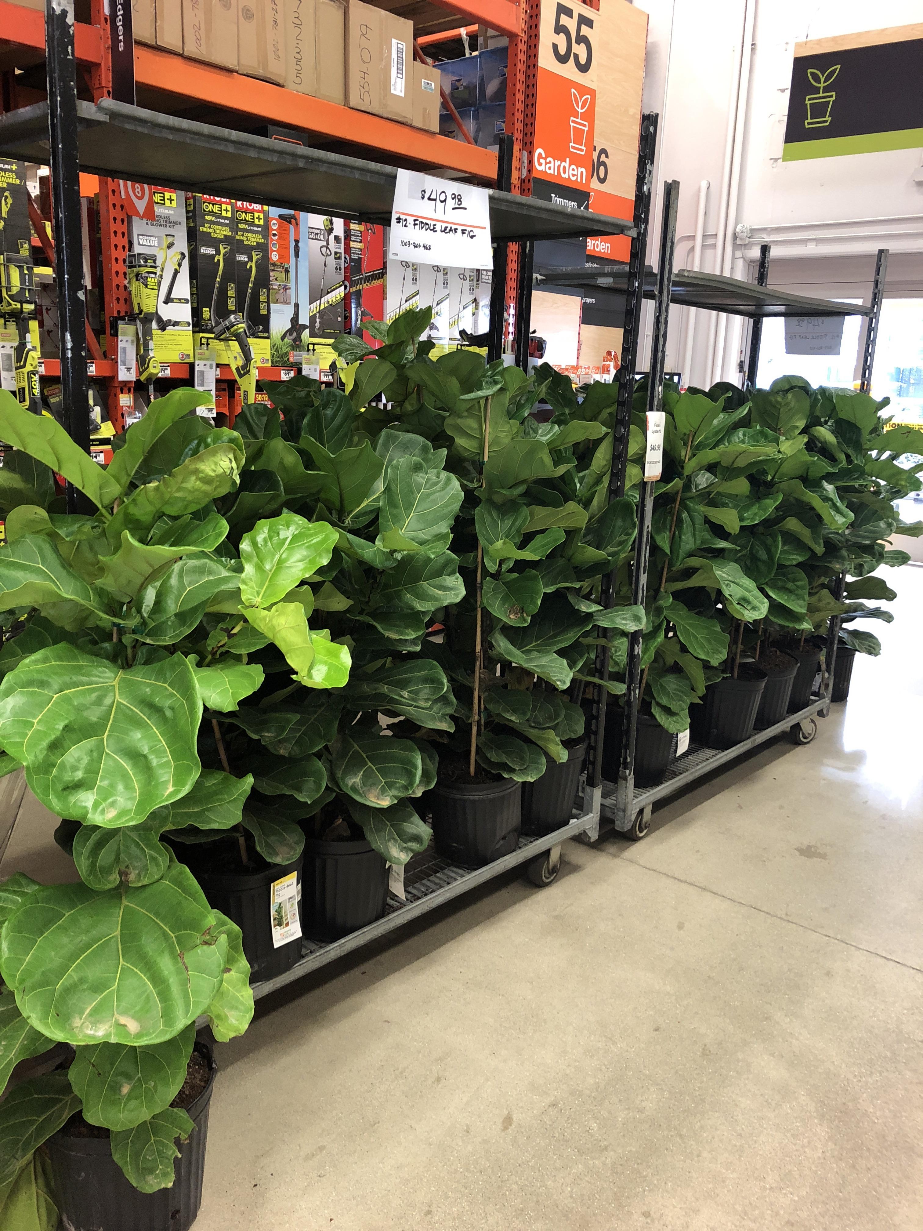 My local Home Depot just got these in! r/houseplants