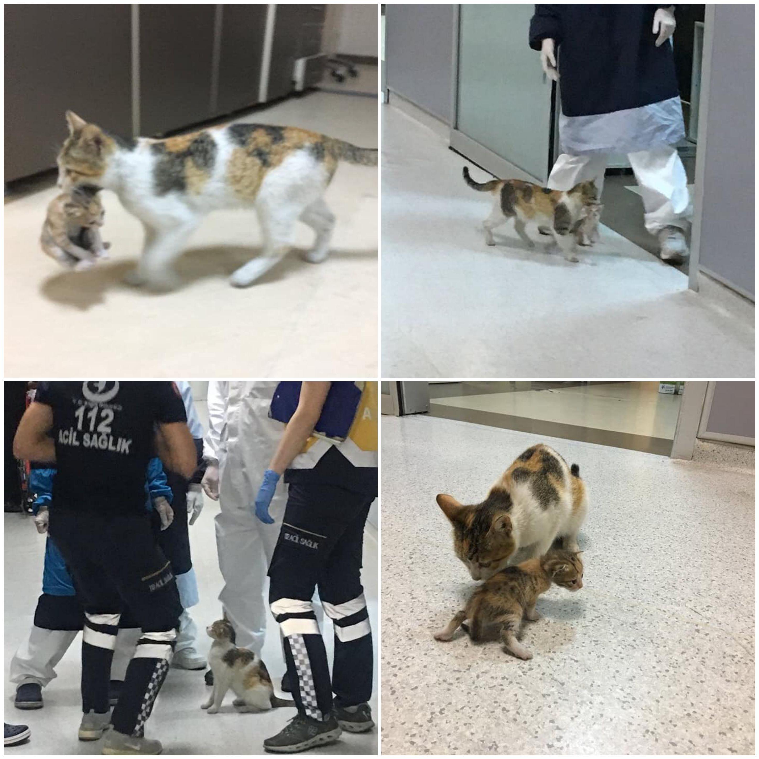 In Istanbul, a stray cat mom took her baby to the ER. Doctors and